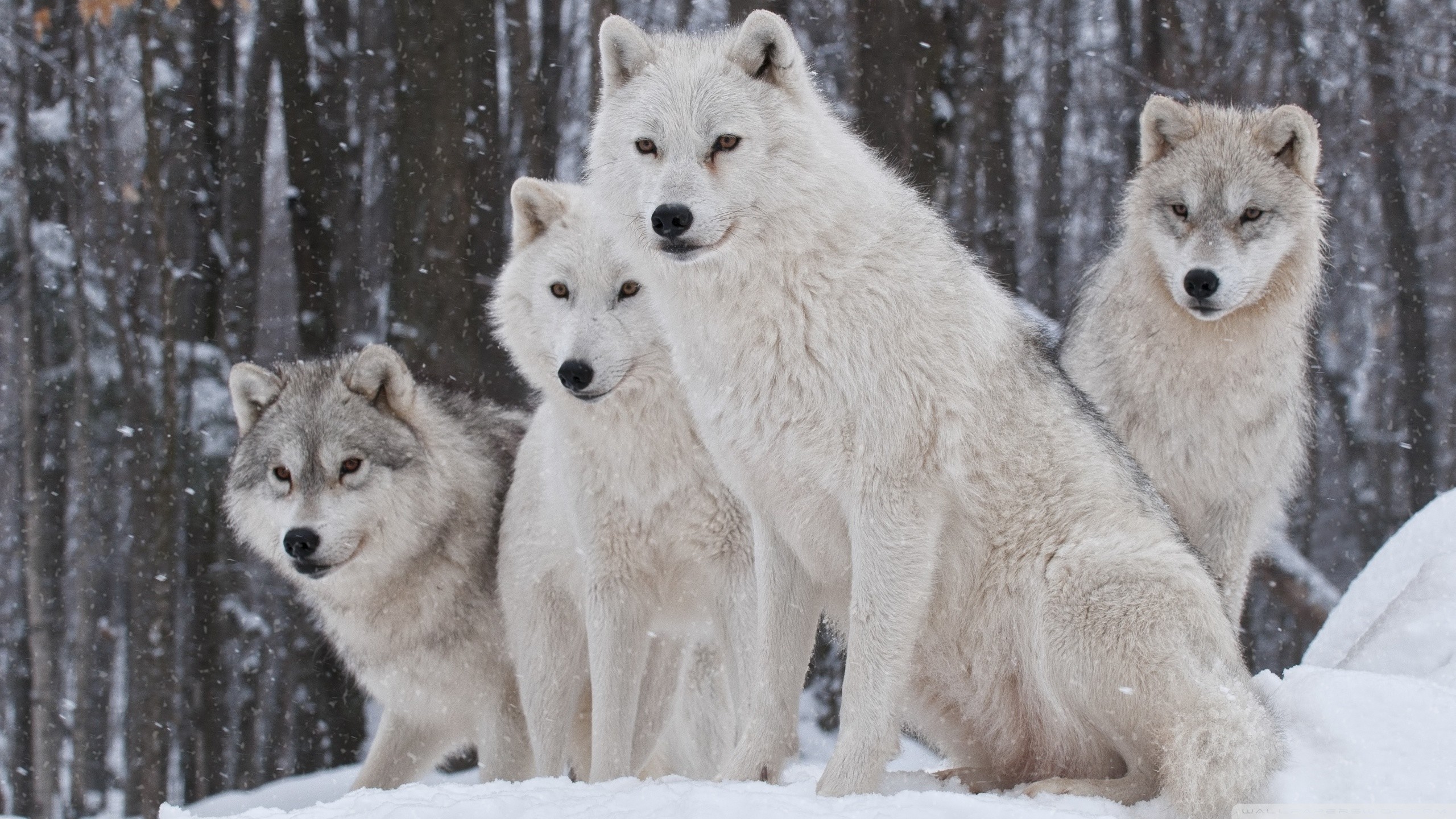 Wolf Hd Wallpapers Backgrounds Wallpaper - Snow Wolf Wallpaper Hd - HD Wallpaper 