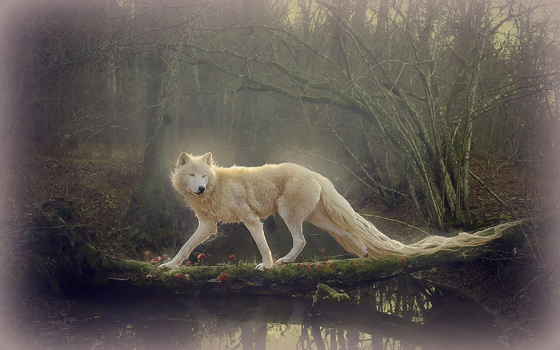 Beautiful Wolf Mobile Wallpapers, Beautiful Wolf Wallpaper - Beautiful Wolf Wallpaper Hd - 1920x1200 Wallpaper Beautiful Wolf Mobile Wallpapers, Beautiful Wolf Wallpaper - Beautiful Wolf Wallpaper Hd - 1920x1200 Wallpaper