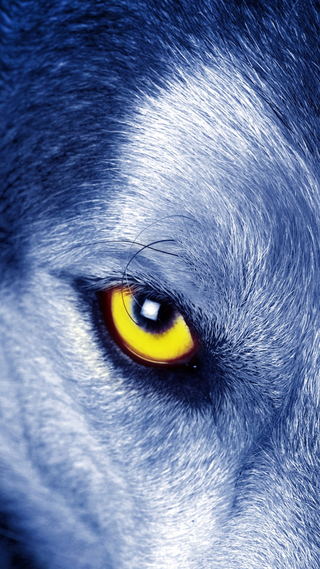 Wolf Eyes Wallpaper Iphone - HD Wallpaper 