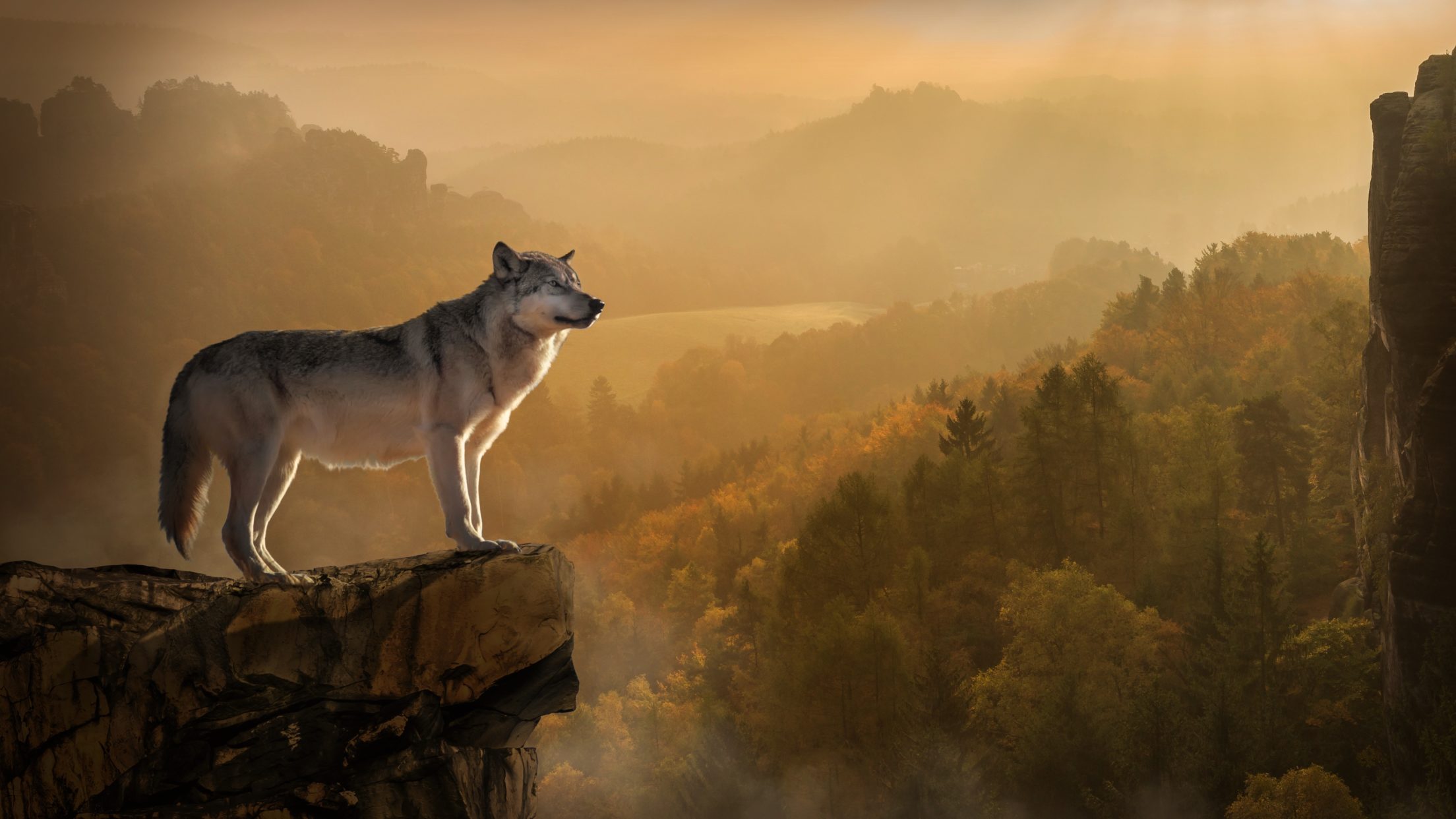 Wolf Wallpaper Hd - HD Wallpaper 