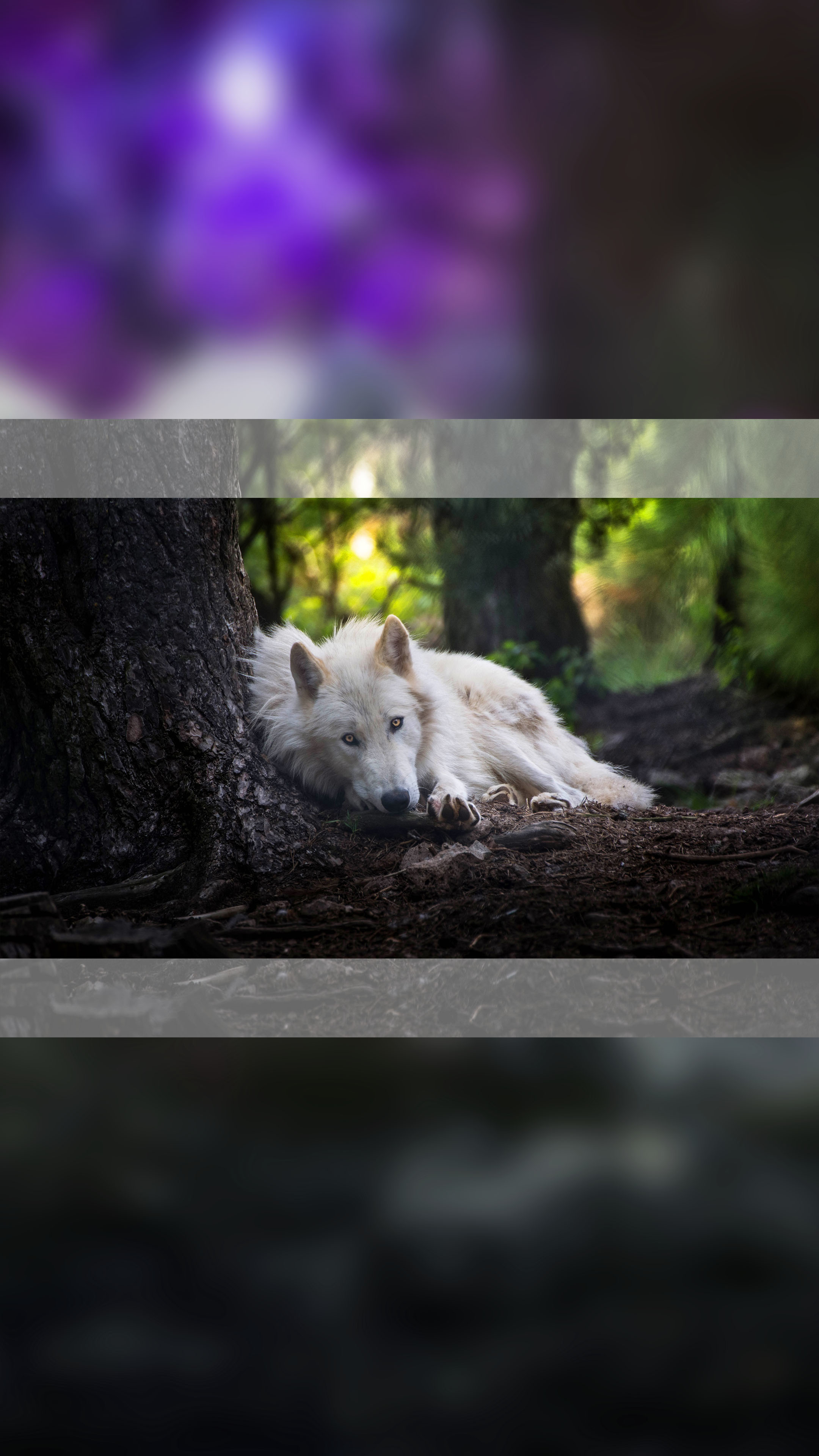 White Wolf Animals Mobile Wallpaper White Wolf 2160x3840 Wallpaper