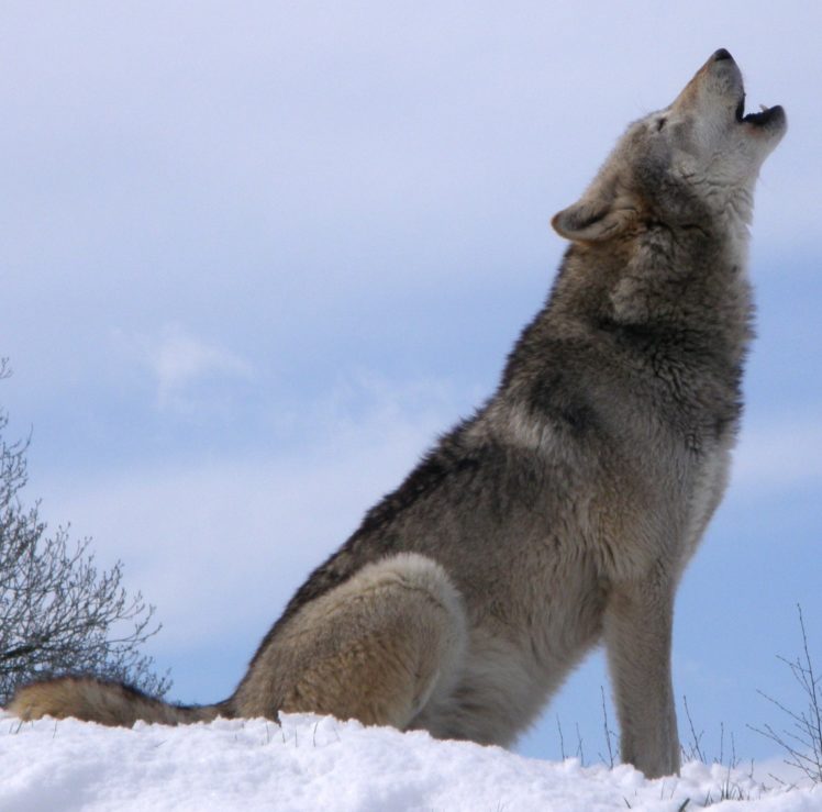 Wolf Sitting And Howling - HD Wallpaper 