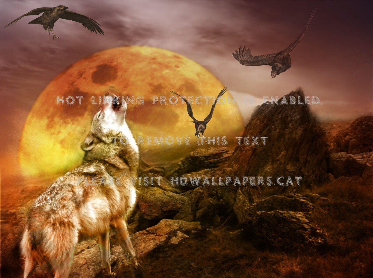 Raven S Howl Birds Wolf Moon Animals - Canis Lupus Tundrarum - HD Wallpaper 
