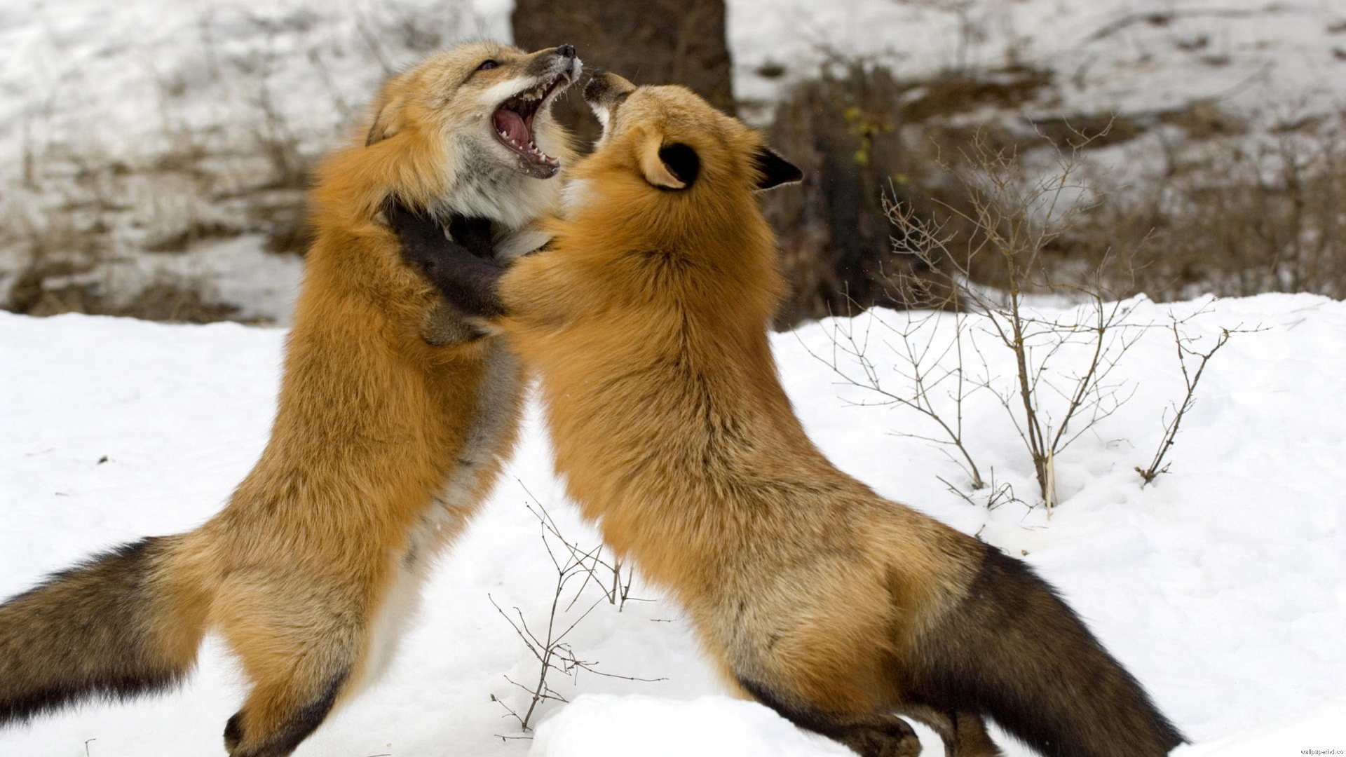 Foxes Eat - HD Wallpaper 