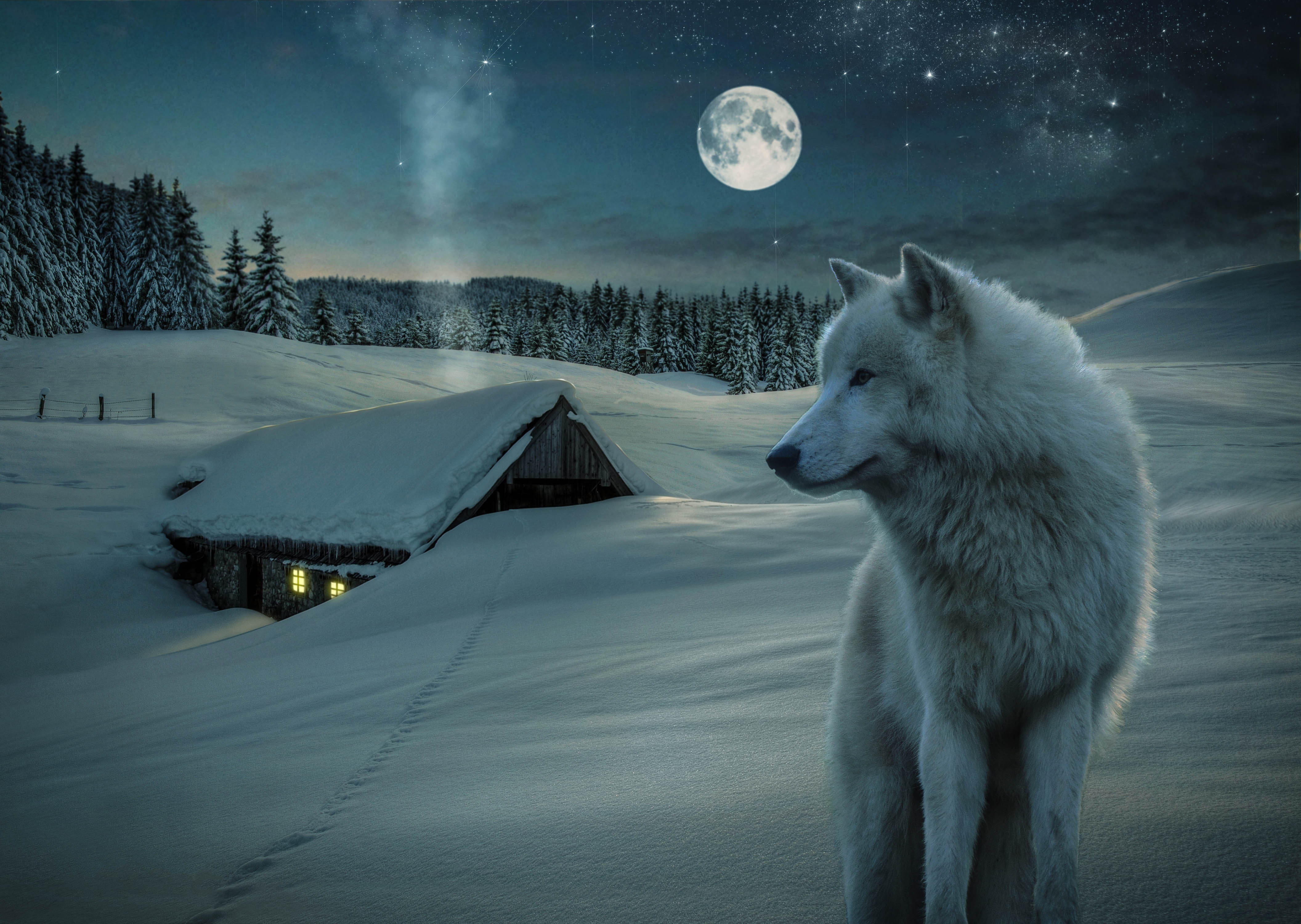 White Wolf In Snow - HD Wallpaper 