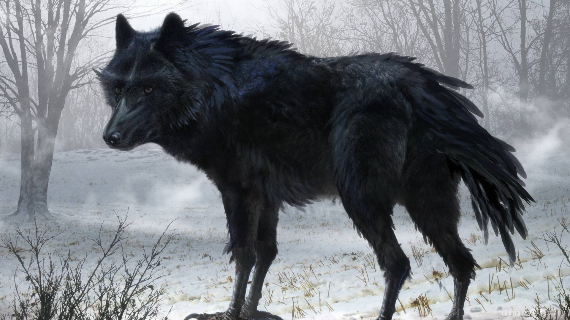 Black Wolf Wallpapers - HD Wallpaper 