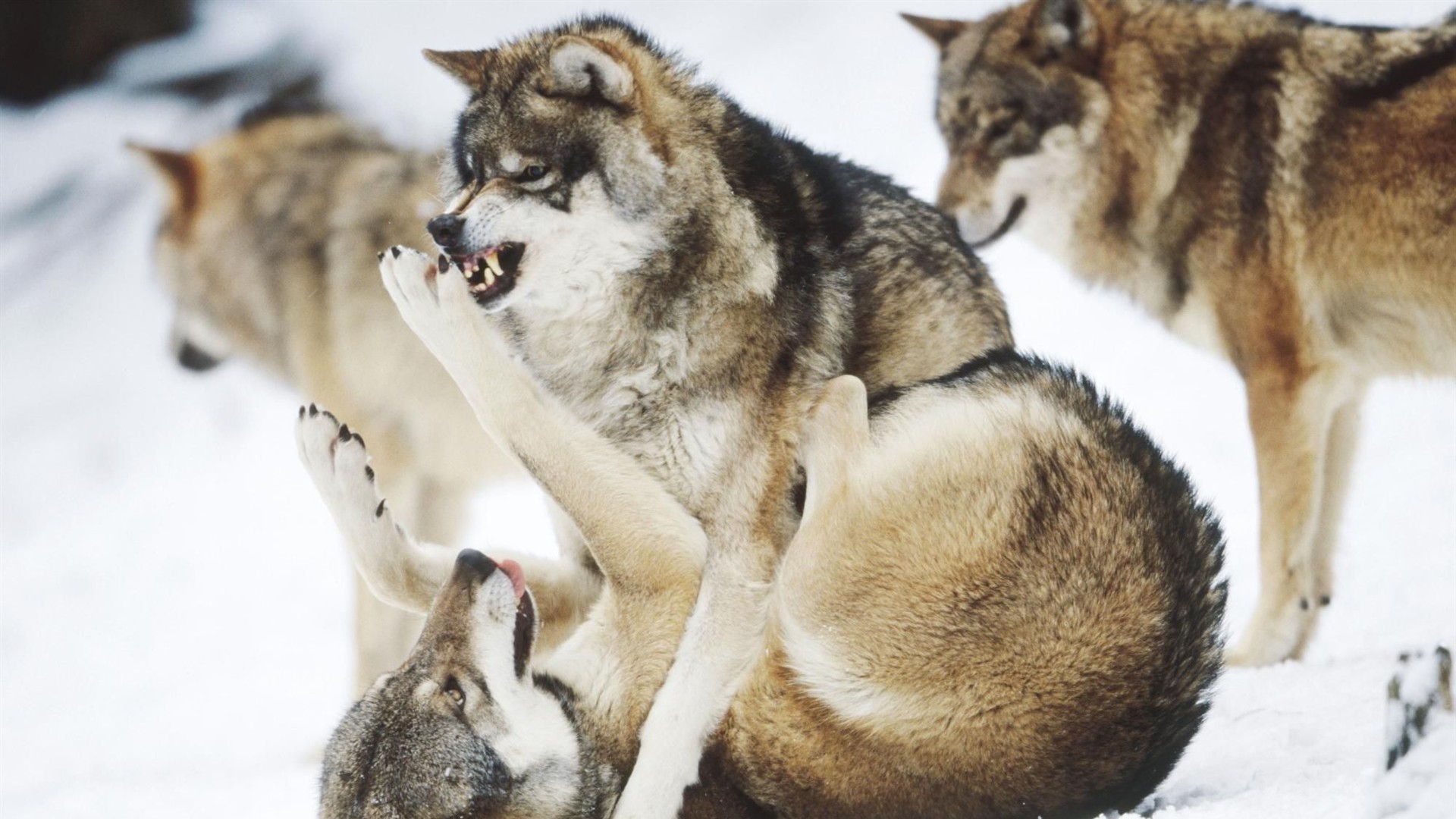 Wolf Wallpaper Album - Wolves Fighting - HD Wallpaper 