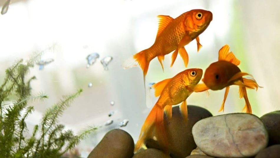 Image Of A Beautiful Goldfish In Sea - Goldfish Invasive Species In Canada - HD Wallpaper 