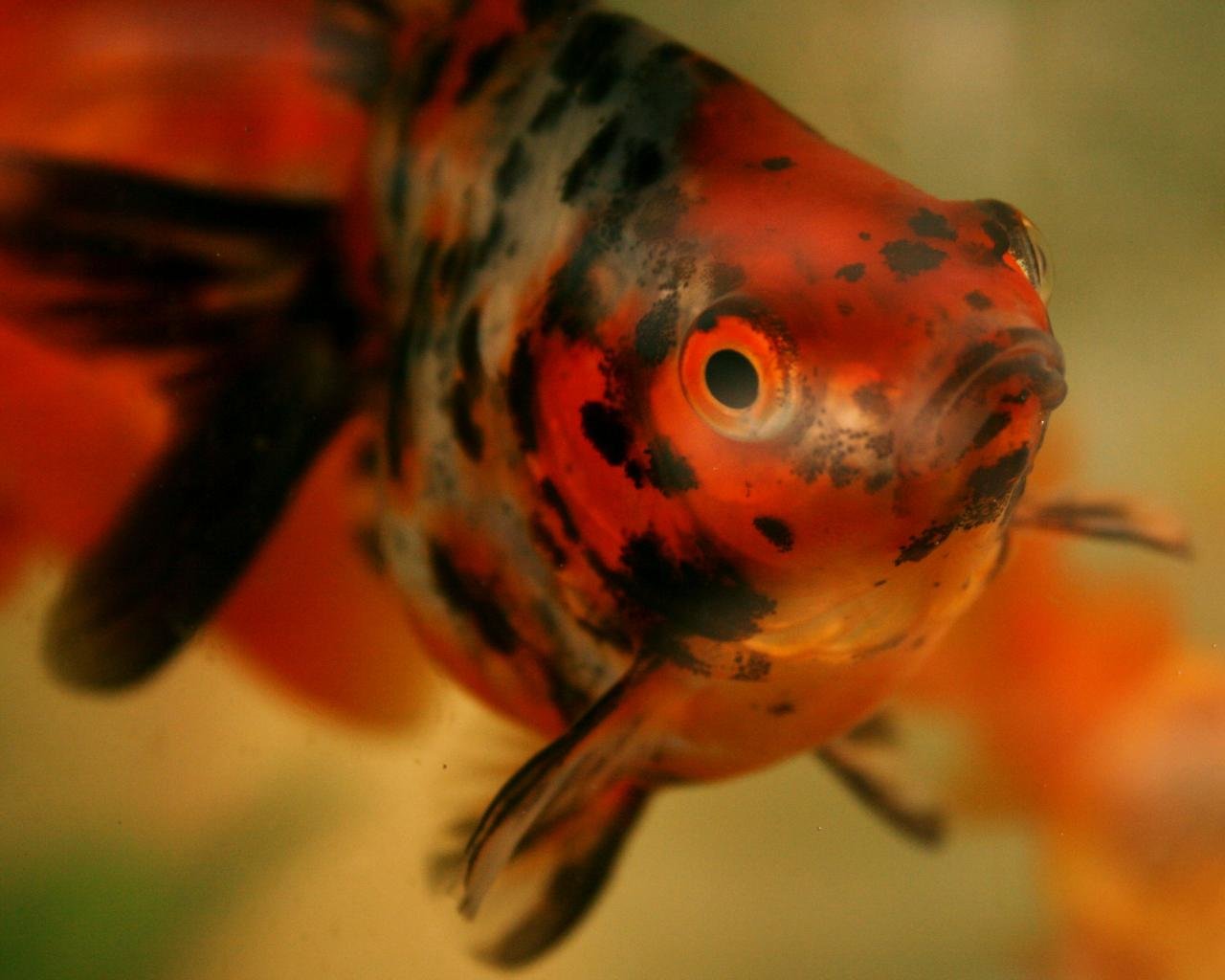 High Resolution Goldfish Hd Wallpaper Id - Black Dotted Gold Fish - HD Wallpaper 