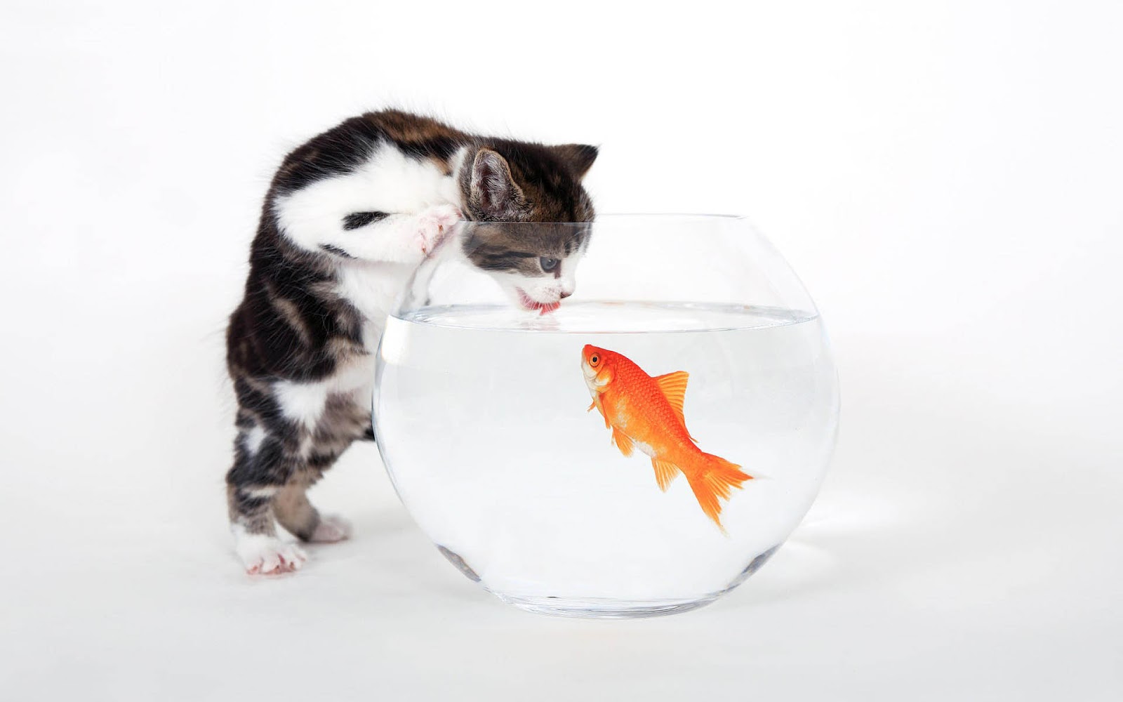 Cat Trying To Catch Gold Fish - HD Wallpaper 