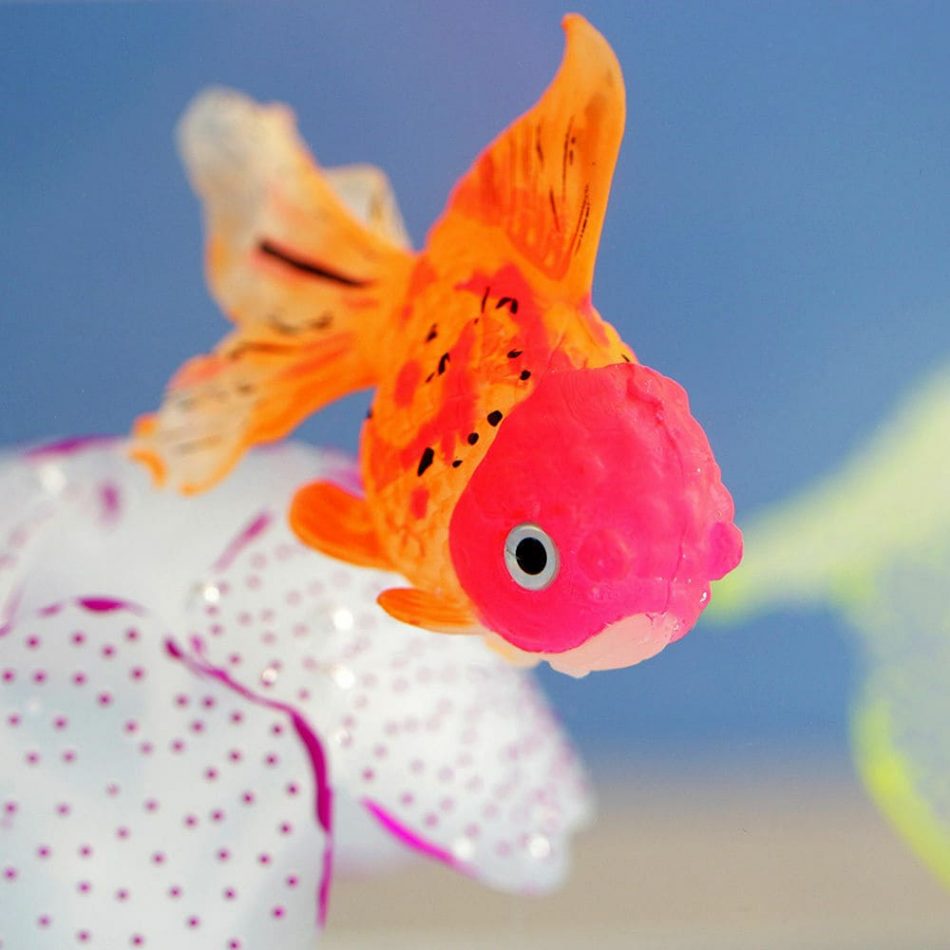 Image Of A Beautiful Goldfish In Sea - Cute Goldfish - HD Wallpaper 