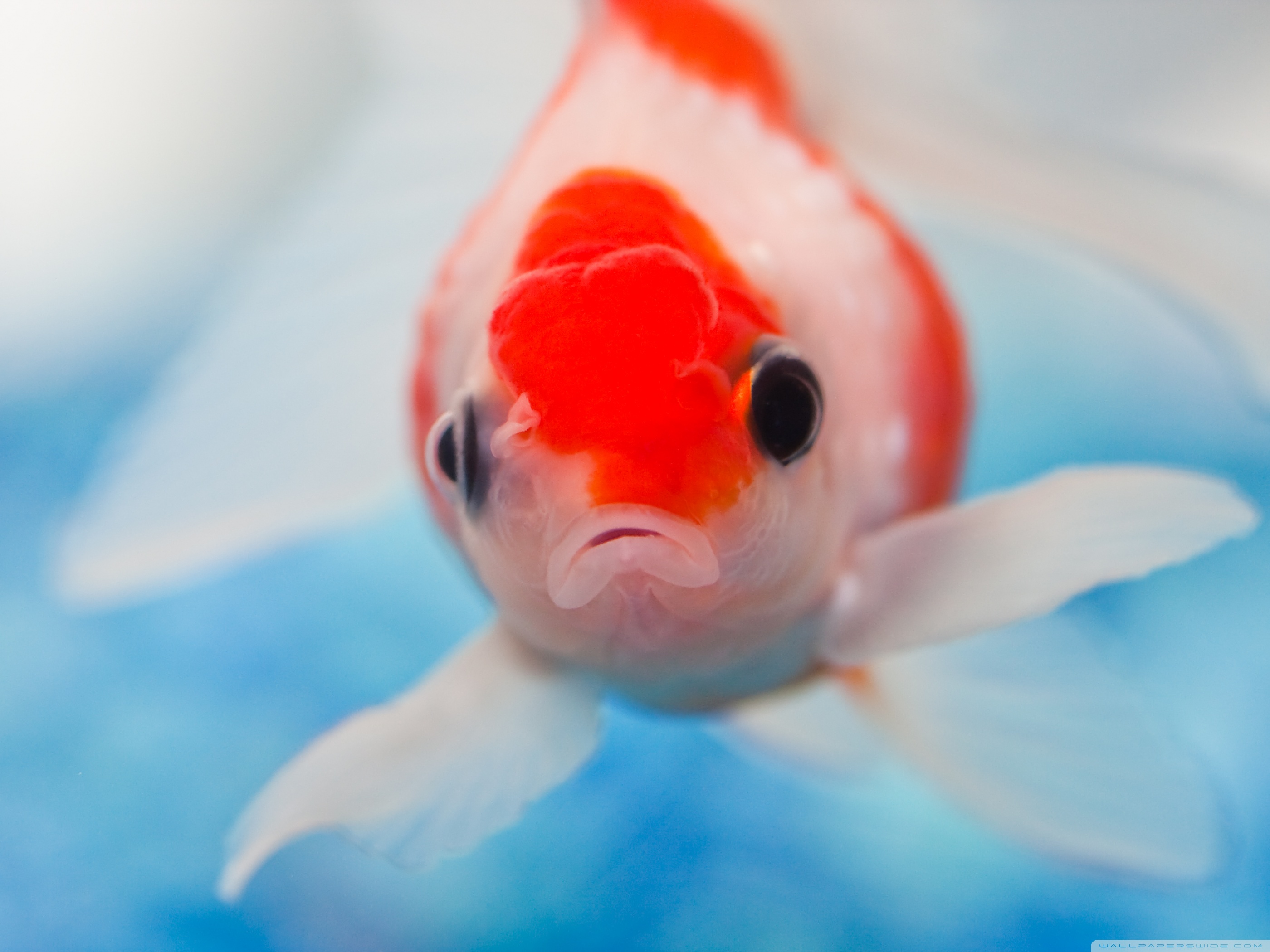 Gold Fish Hd - 2800x2100 Wallpaper Gold Fish Hd - 2800x2100 Wallpaper