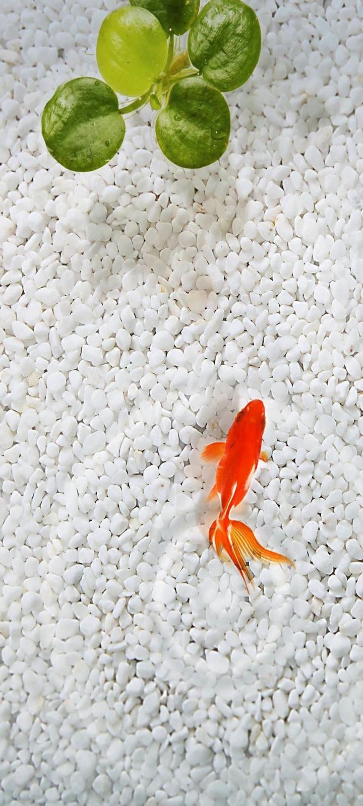 Wallpaper Hd For Phone - Goldfish Wallpaper Iphone - HD Wallpaper 