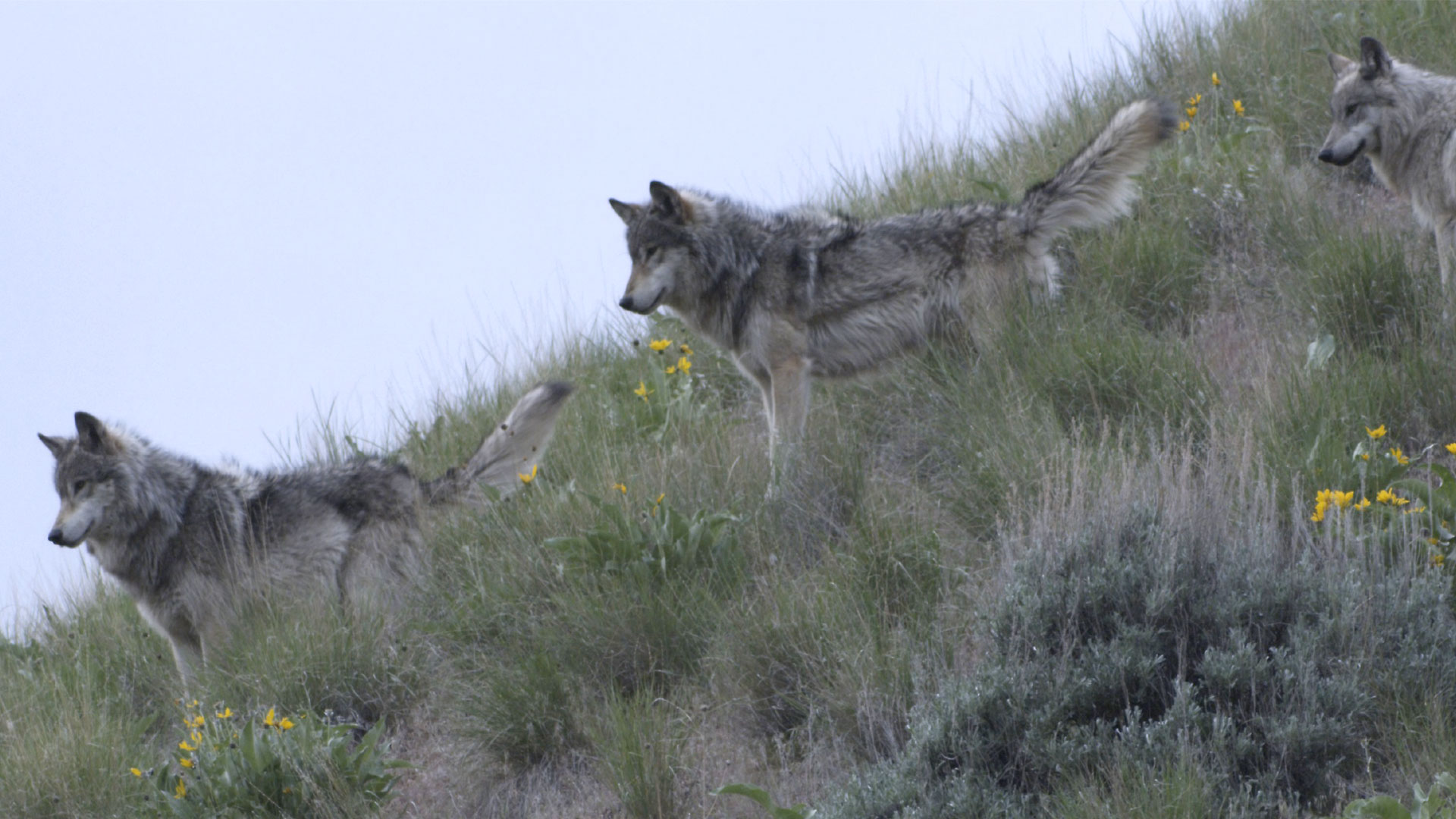 Grey Wolf Biome - HD Wallpaper 