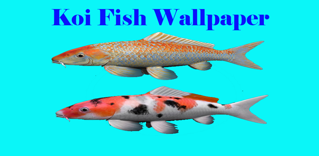 Coral Reef Fish - HD Wallpaper 