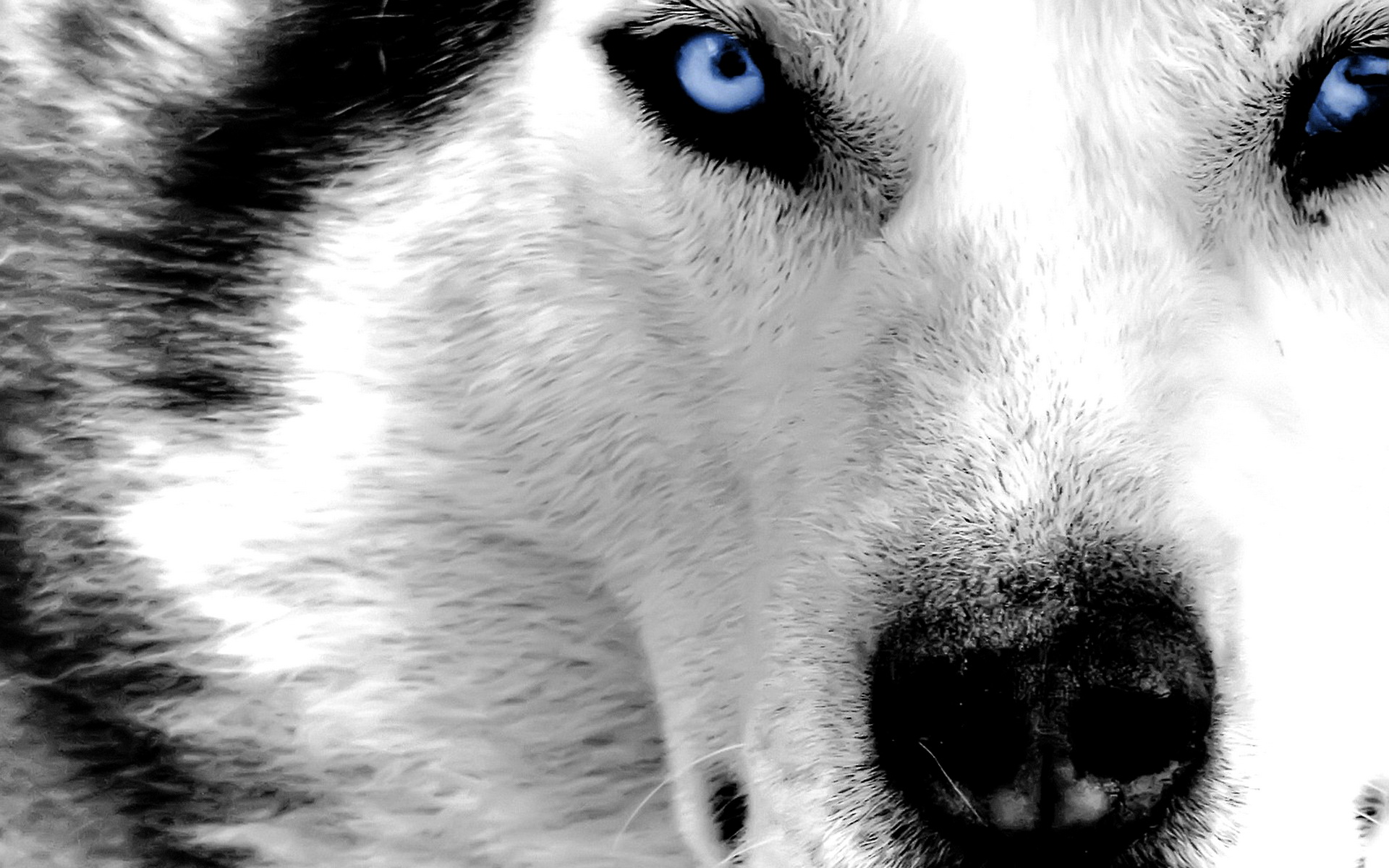 Werewolf Live Wallpapers - HD Wallpaper 