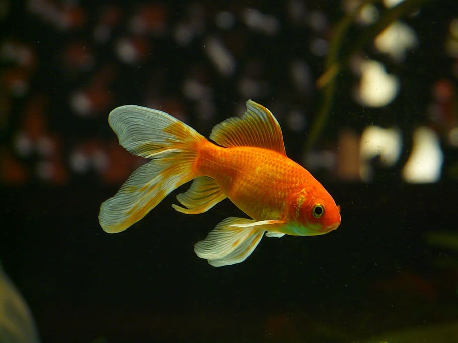 Gold And White Fish, Orange, Gold Fish, Veiltail, Goldfish, - HD Wallpaper 