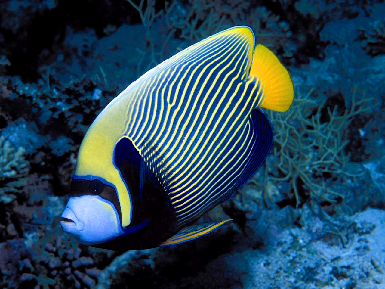 Fishes Wallpaper - Saltwater Fish - HD Wallpaper 