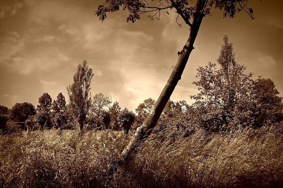 Lonely Tree, Field, Grass, Landscape, Scenic, Sepia, - HD Wallpaper 