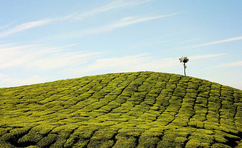 Do You Want To Keep Company To This Lonely Tree If - Munnar - HD Wallpaper 