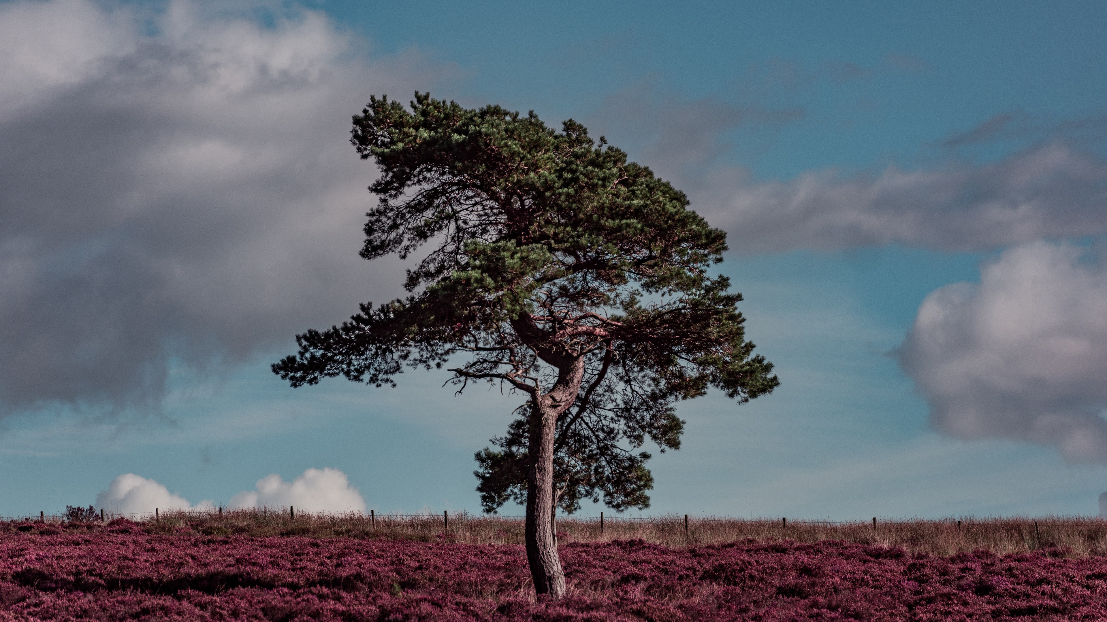 Wallpaper Lonely Tree, Grass, Clouds - Erica Arborea - HD Wallpaper 