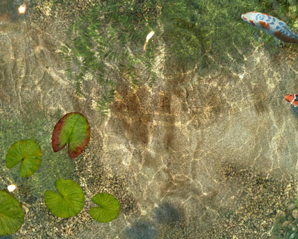Chlorophyta - HD Wallpaper 
