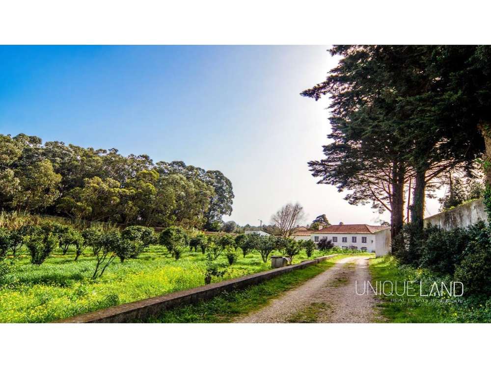 Imovirtual - Cypress Family - HD Wallpaper 