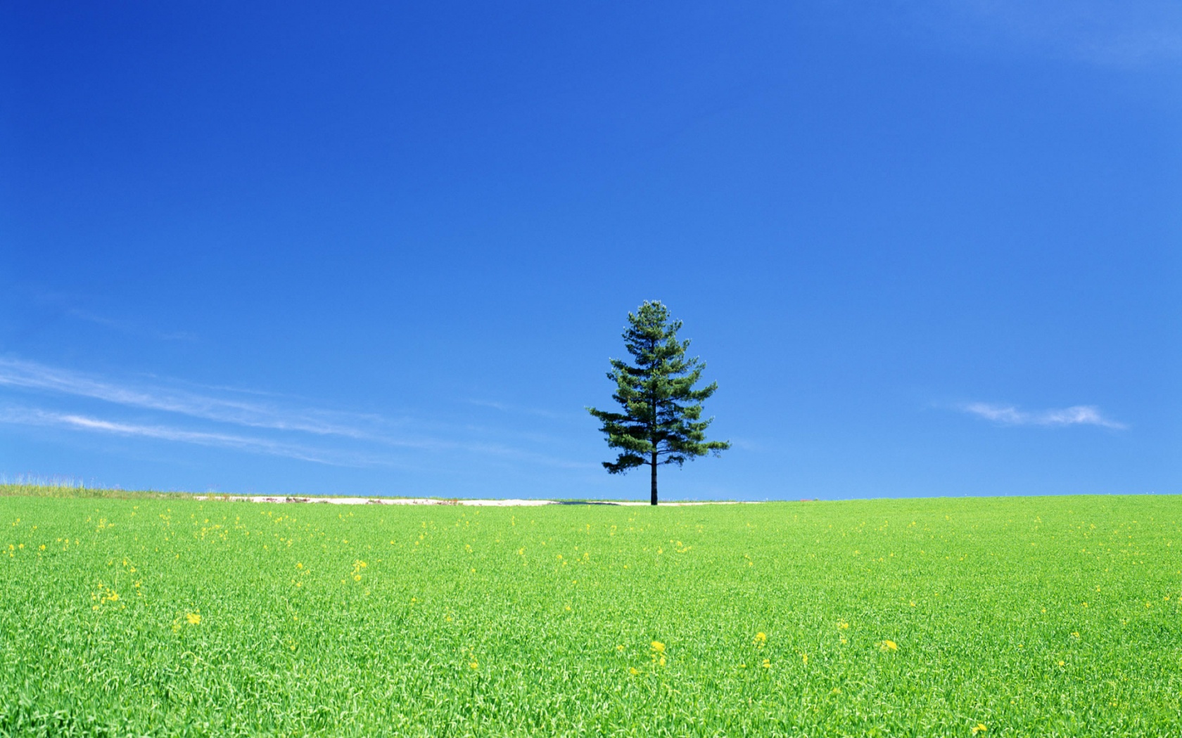 Lonely Tree On A Green Field - Best Wallpaper Pc - HD Wallpaper 