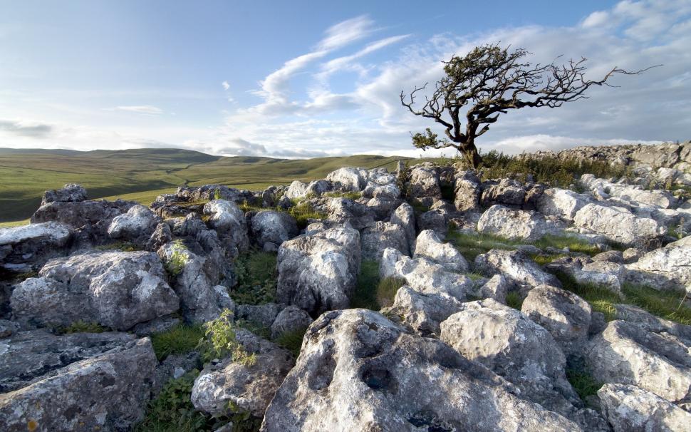 Rocks And Lonely Tree Wallpaper,scenery Hd Wallpaper,2560x1600 - Nature - HD Wallpaper 