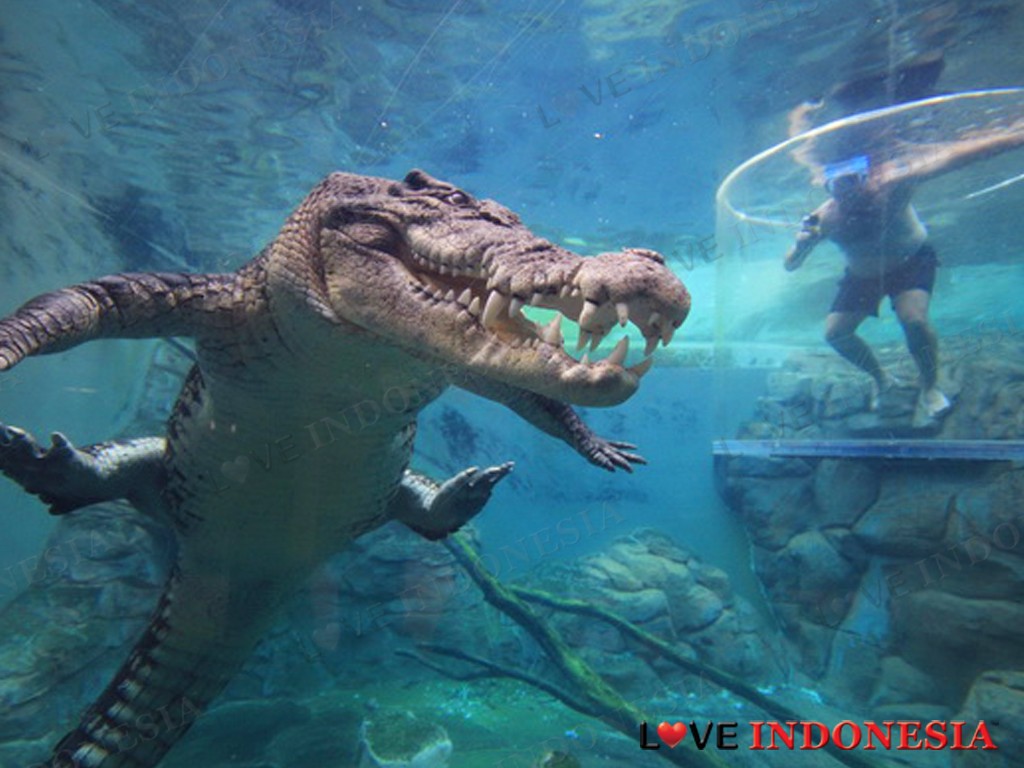 Wisata Ekstrem Menyelam Ke Kolam Berisi Buaya Raksasa, - Darwin Swim With Crocs - HD Wallpaper 