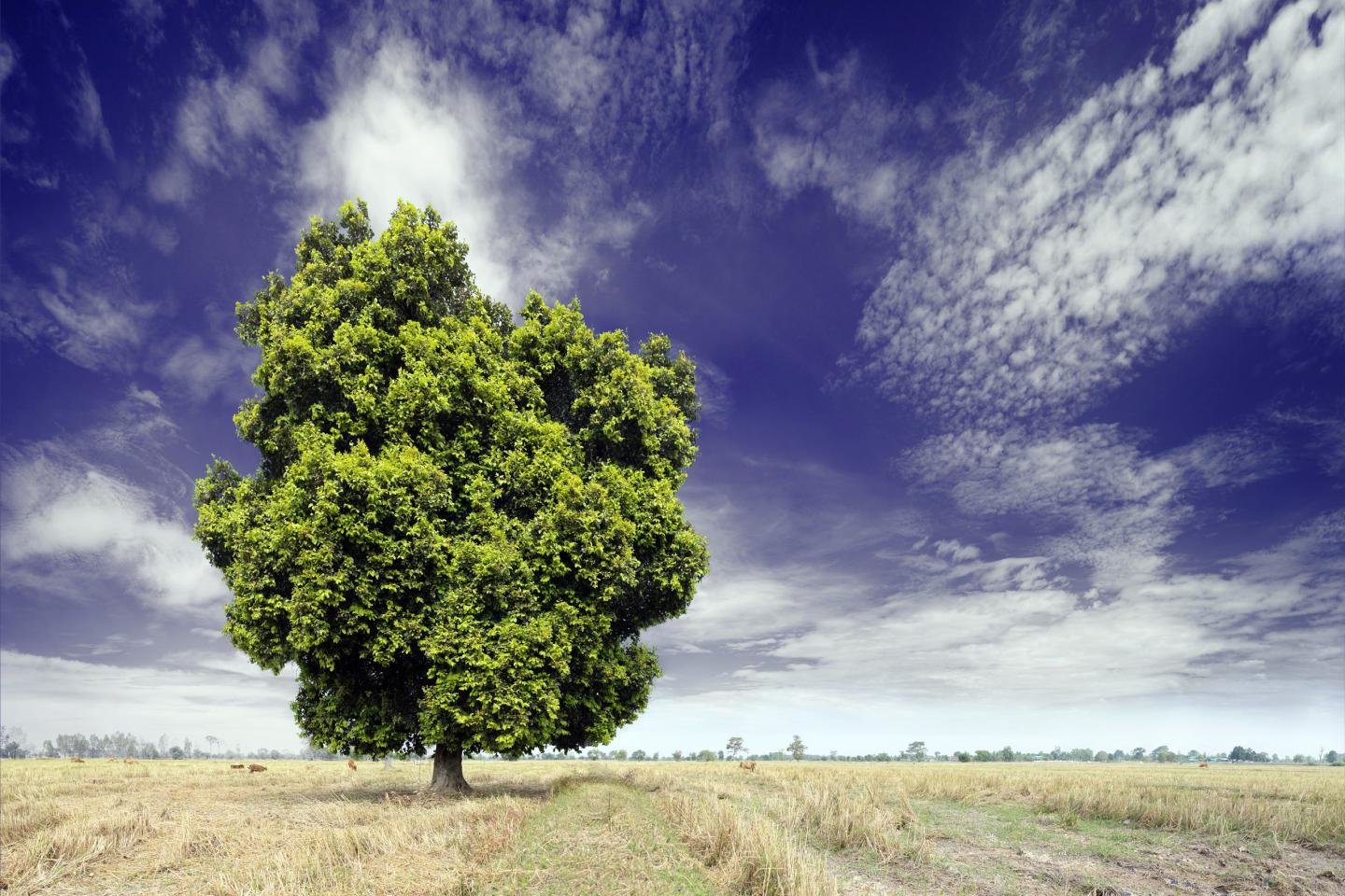 Best Lonely Tree Wallpaper Id - Tree - 1440x960 Wallpaper Best Lonely Tree Wallpaper Id - Tree - 1440x960 Wallpaper