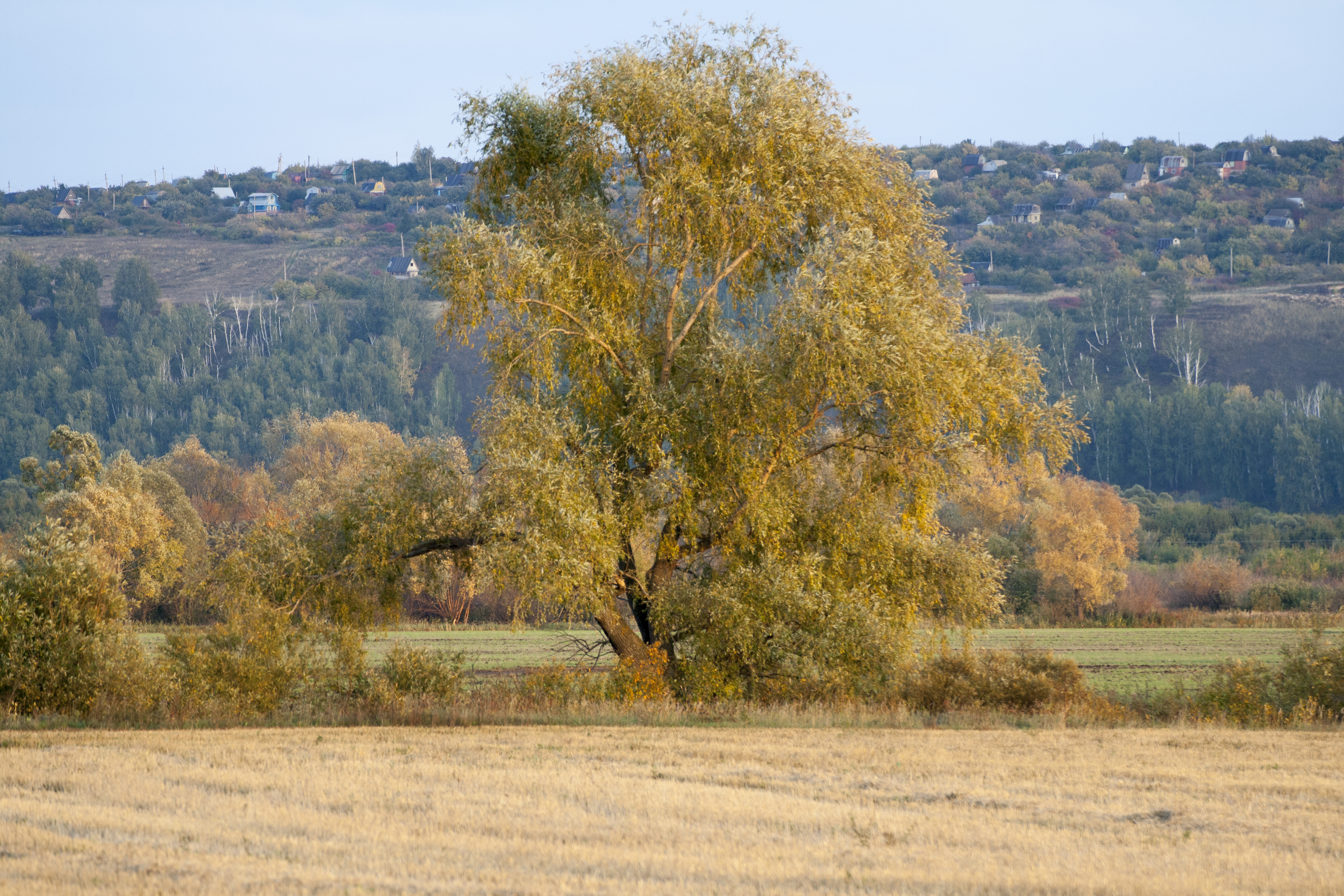 Lonely Tree Landscape 1473 Wallpaper - Grove - HD Wallpaper 
