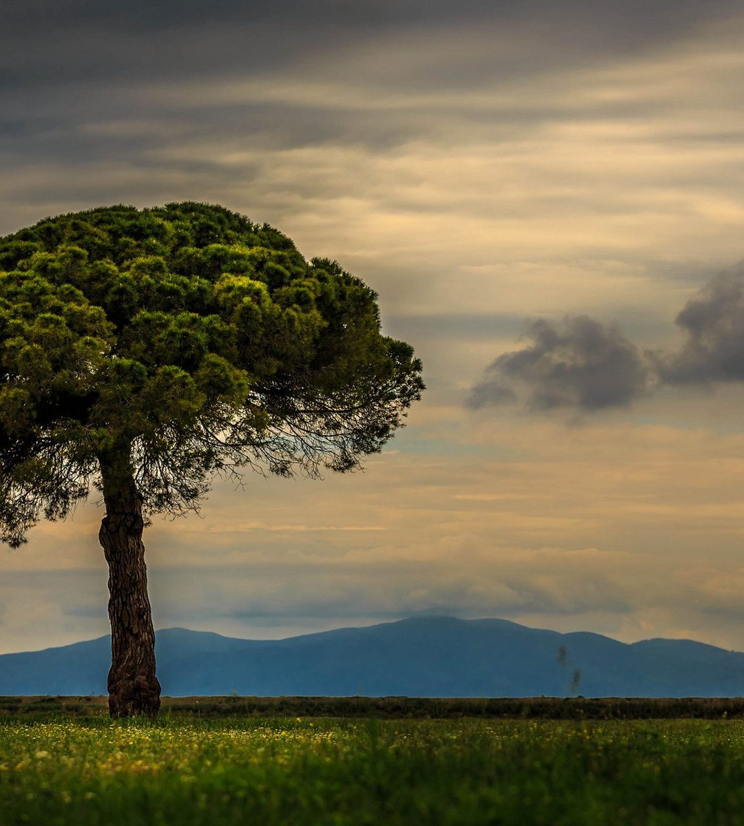 Umbrella Pine Tree Italy 1080x1200 Wallpaper teahub.io