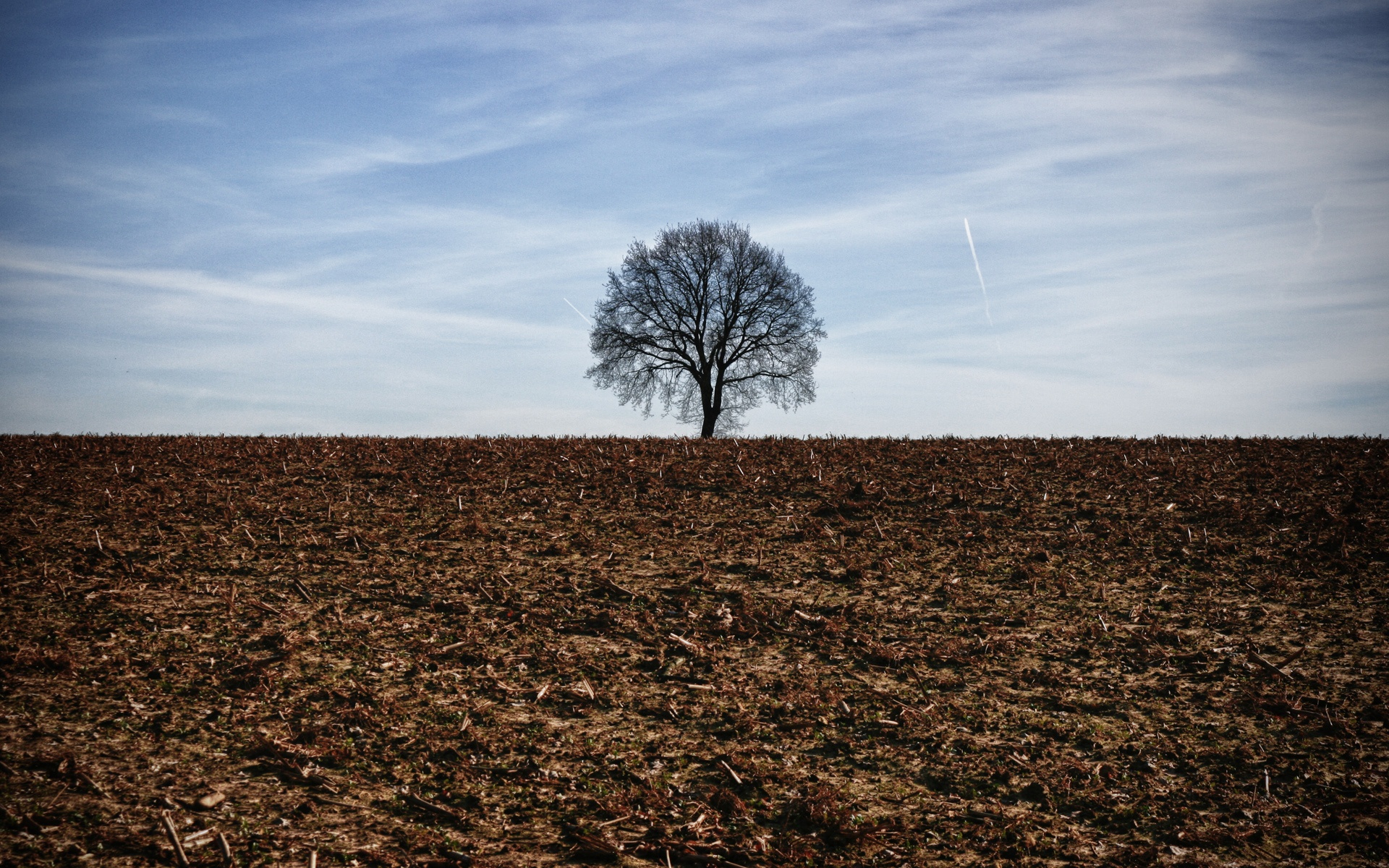 Lonely Tree - HD Wallpaper 