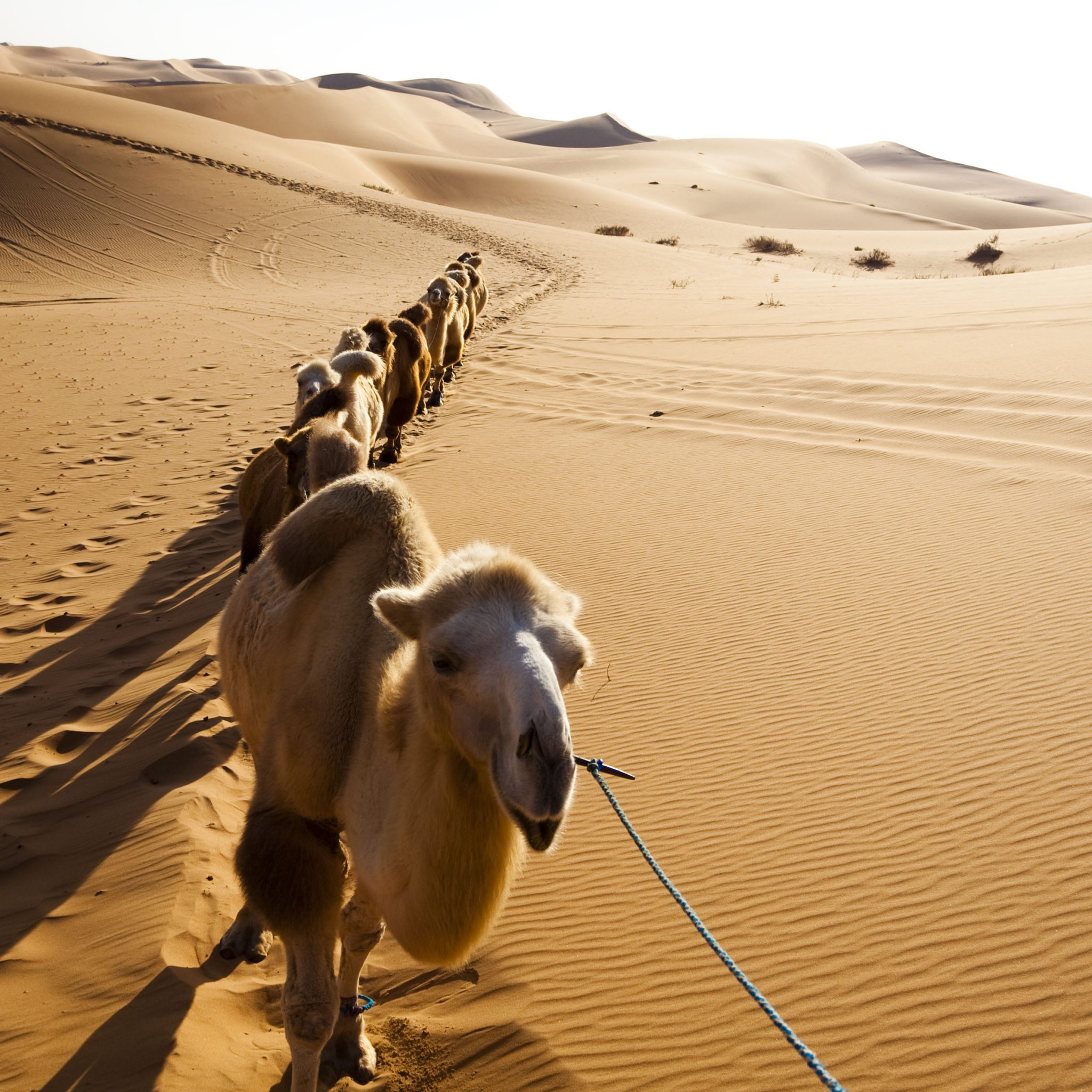 Desert Camels High Quality - HD Wallpaper 