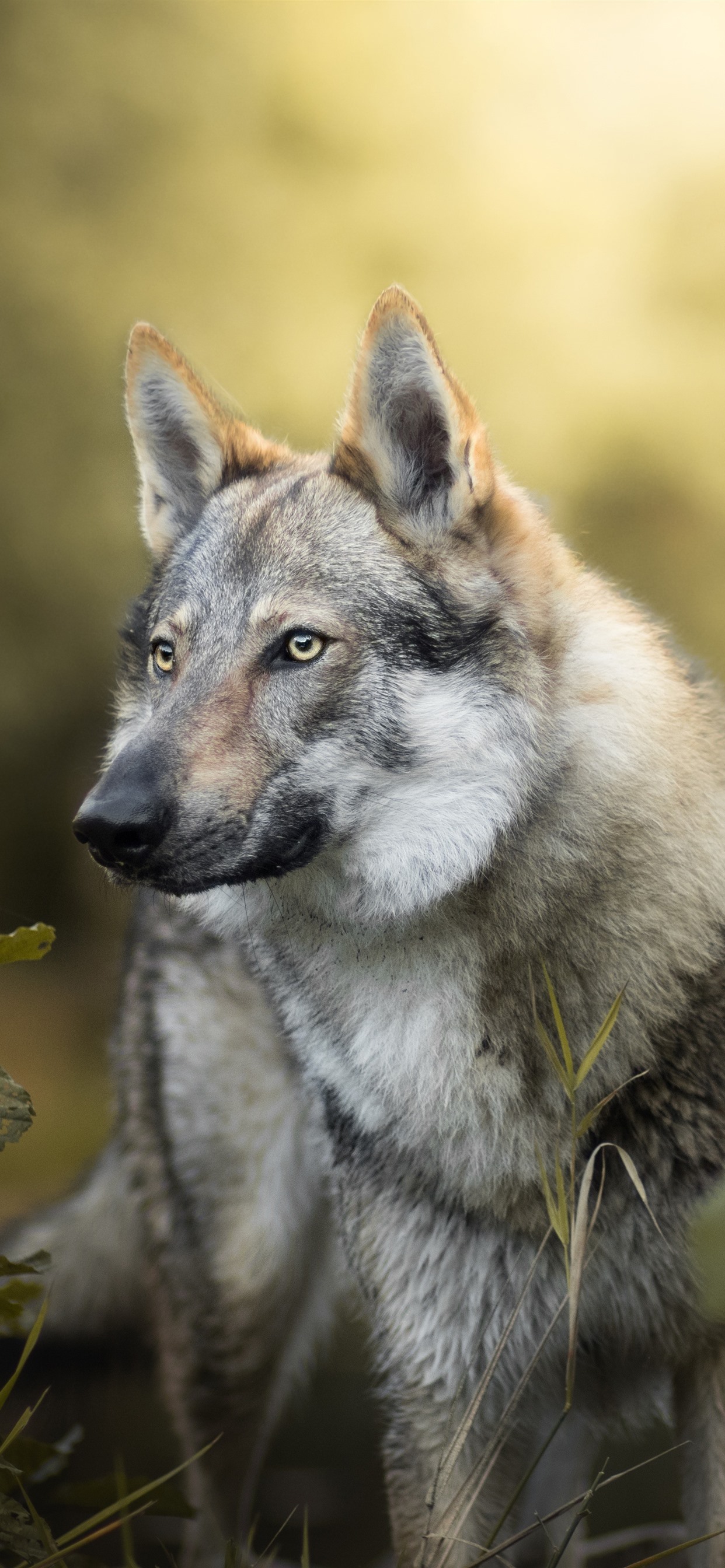 Iphone Wallpaper Wolf, Bushes, Leaves - Czechoslovakian Wolfdog - HD Wallpaper 