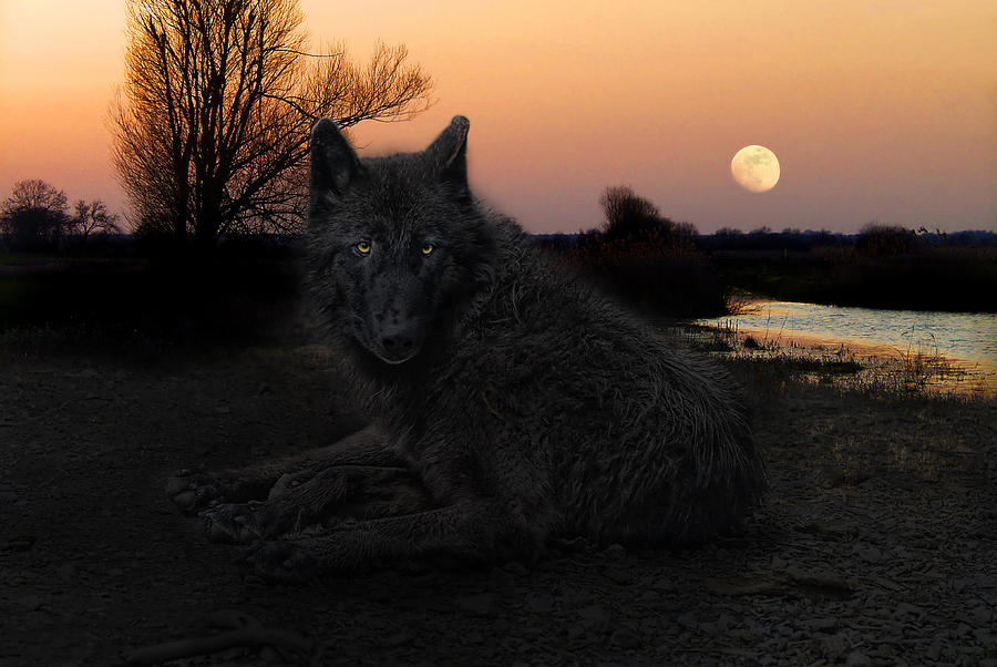 Black Lone Wolf - HD Wallpaper 