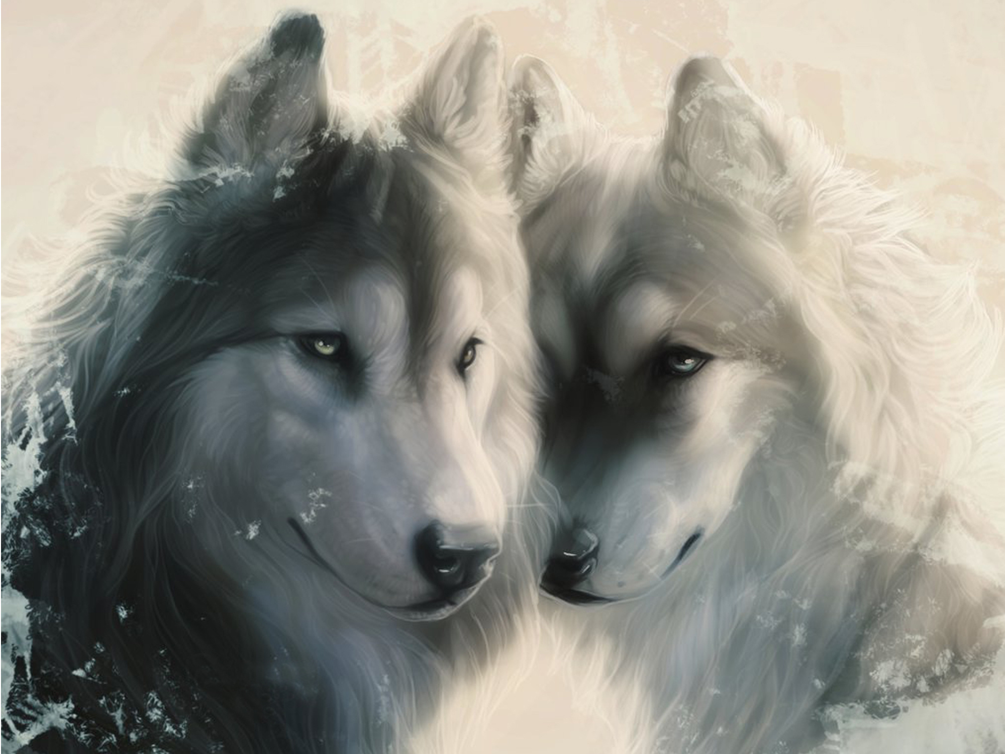 Wolf, Wolf, The Falcam, Love, Loyalty, Tenderness - Wolf Wallpaper Love - HD Wallpaper 