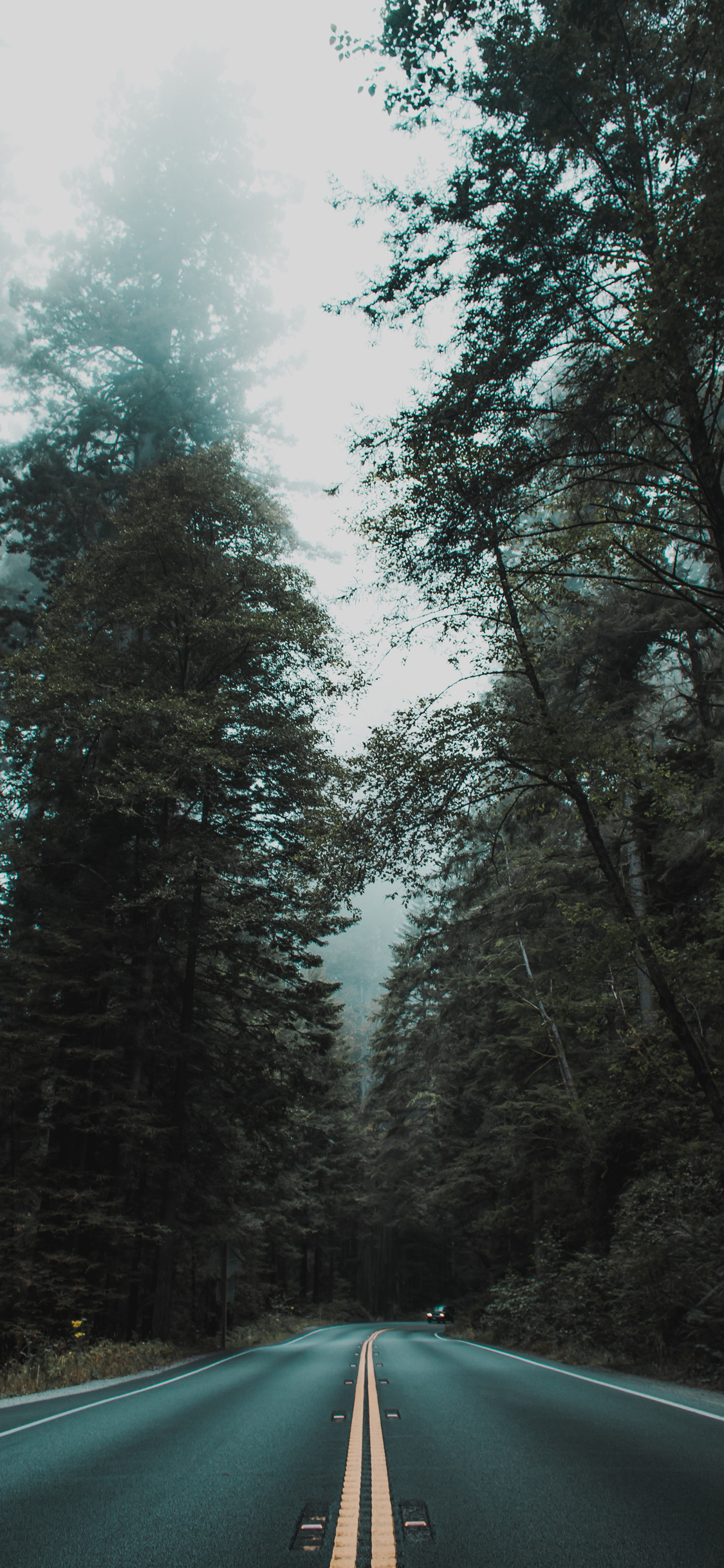 Forest Preset Lightroom Free - HD Wallpaper 