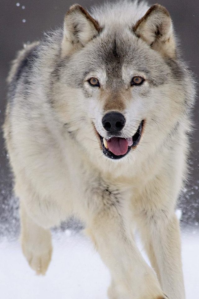 Hd Wolf Wallpaper For Iphone - Wolf Playful - HD Wallpaper 