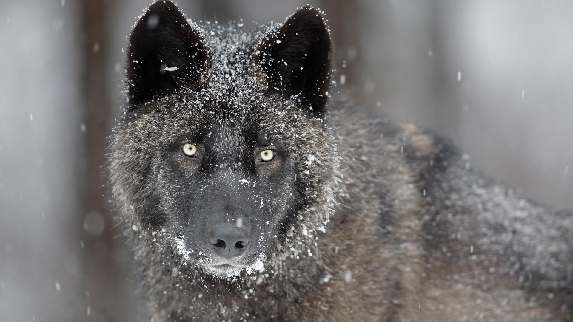 Black Timber Wolf - Grey Black Timber Wolf - HD Wallpaper 
