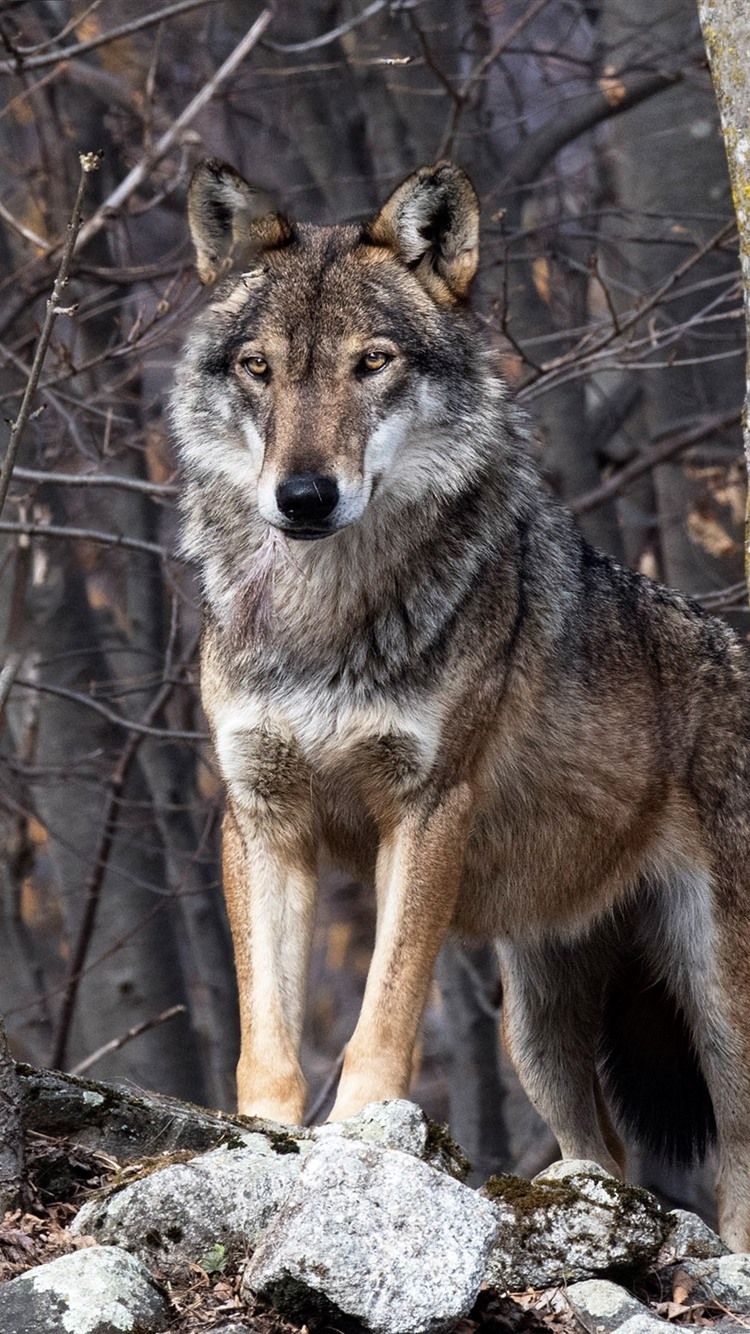 Iphone Wallpaper Wolf, Forest, Wildlife - Fond D Écran Iphone Loup - HD Wallpaper 