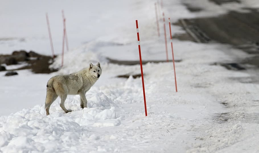 Tan Wolf On Snowfield During Daytime, Lone, Predator, - 4 Year Old Wolf - HD Wallpaper 