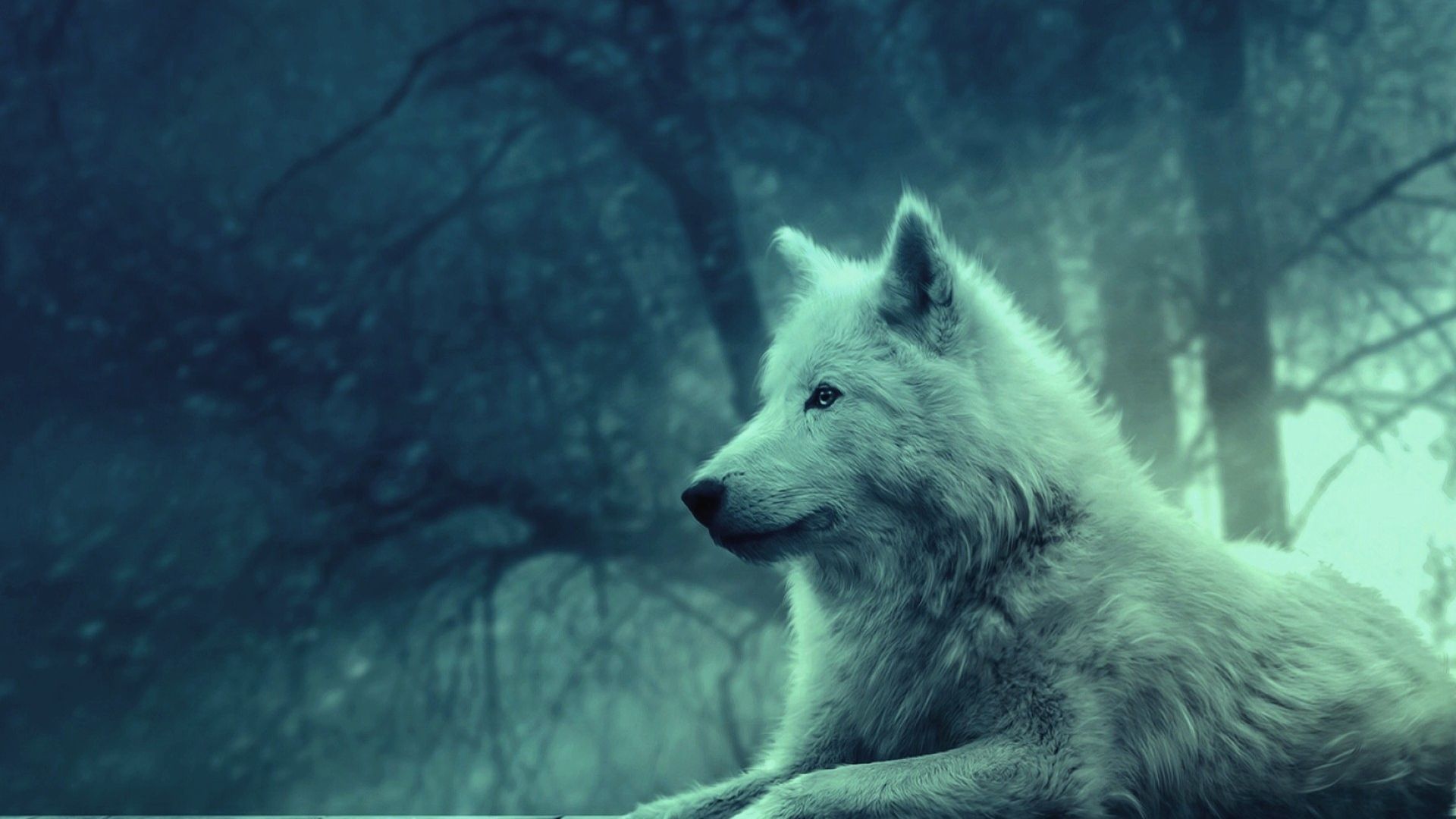 Wolf Wallpaper For Iphone - Full Hd Wolf - HD Wallpaper 
