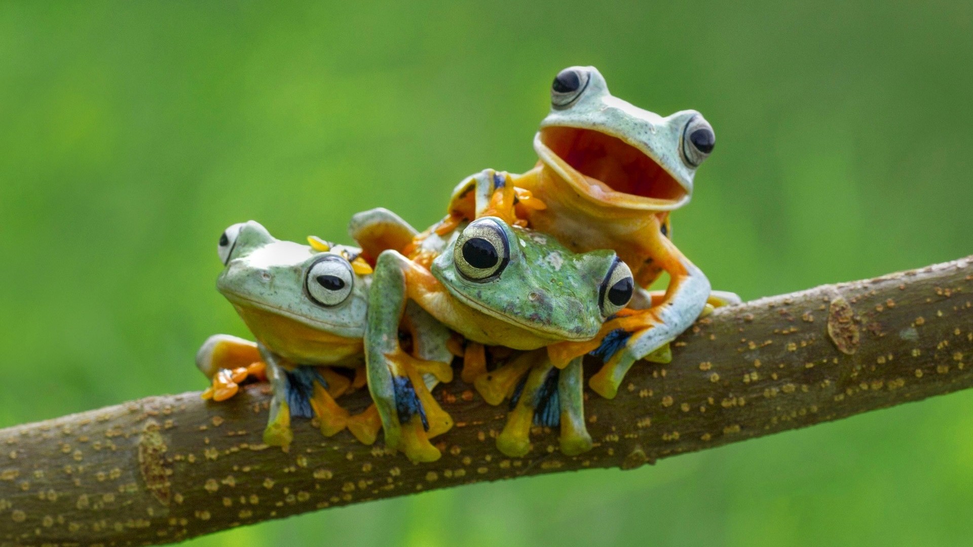 39 Frog Pics, Ll - Frog Backgrounds - HD Wallpaper 