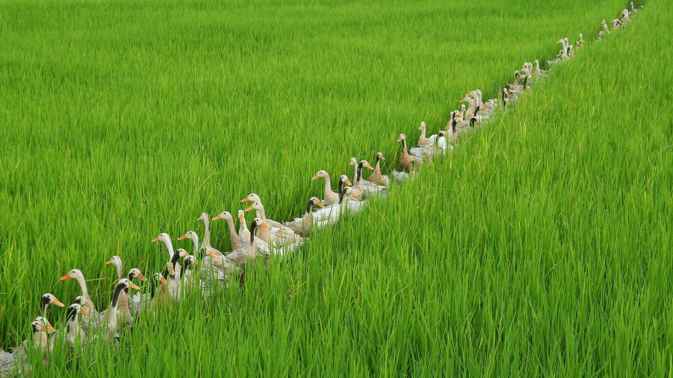 Indonesia Rice Field Birds - HD Wallpaper 