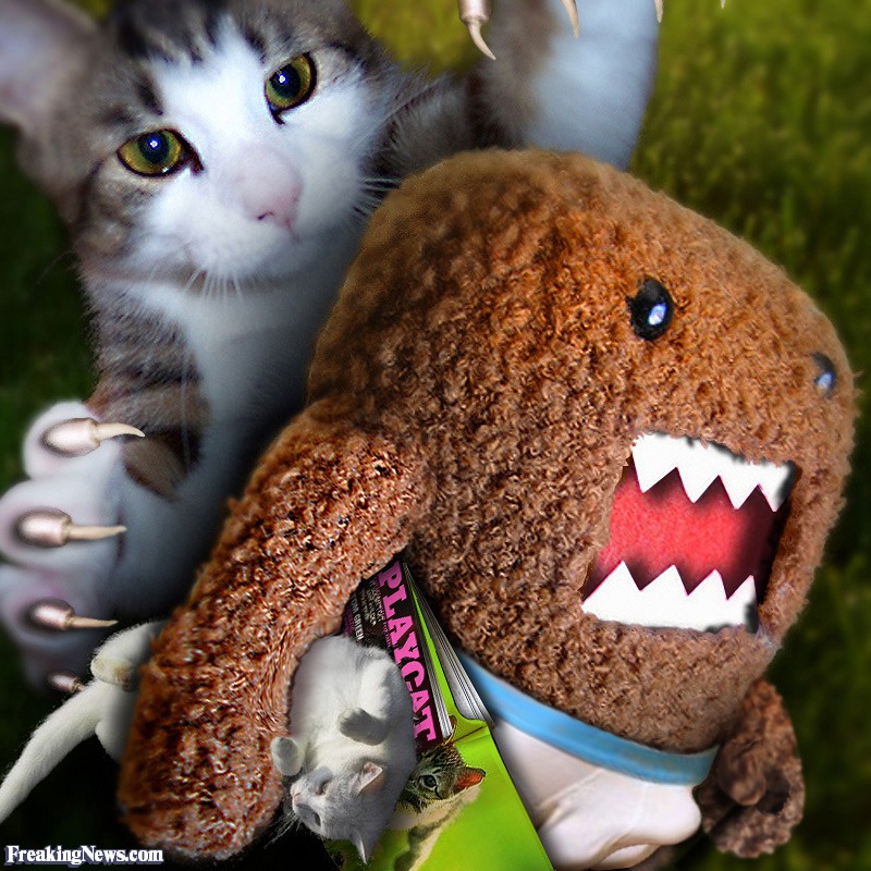Cat Attacking Domo-kun - Domestic Short-haired Cat - HD Wallpaper 