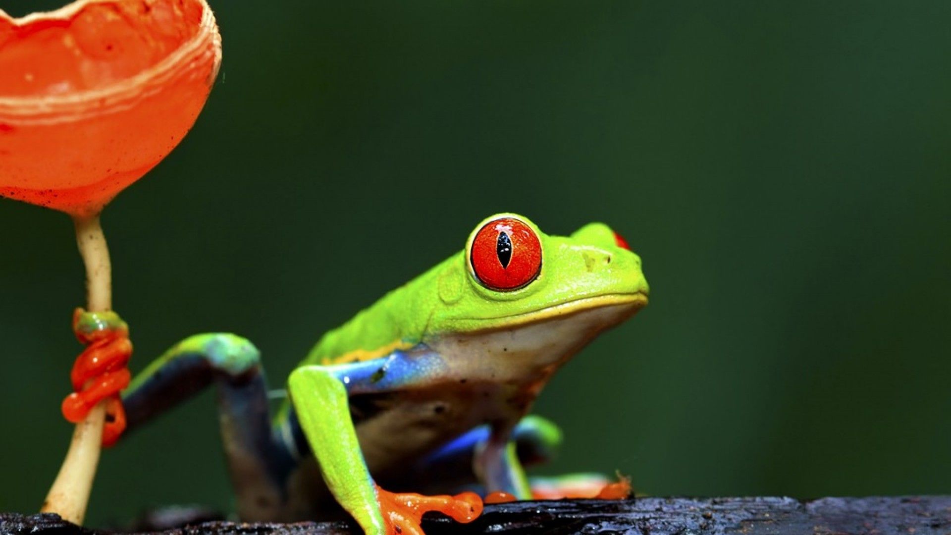 High Resolution Red Eyed Tree Frog - HD Wallpaper 