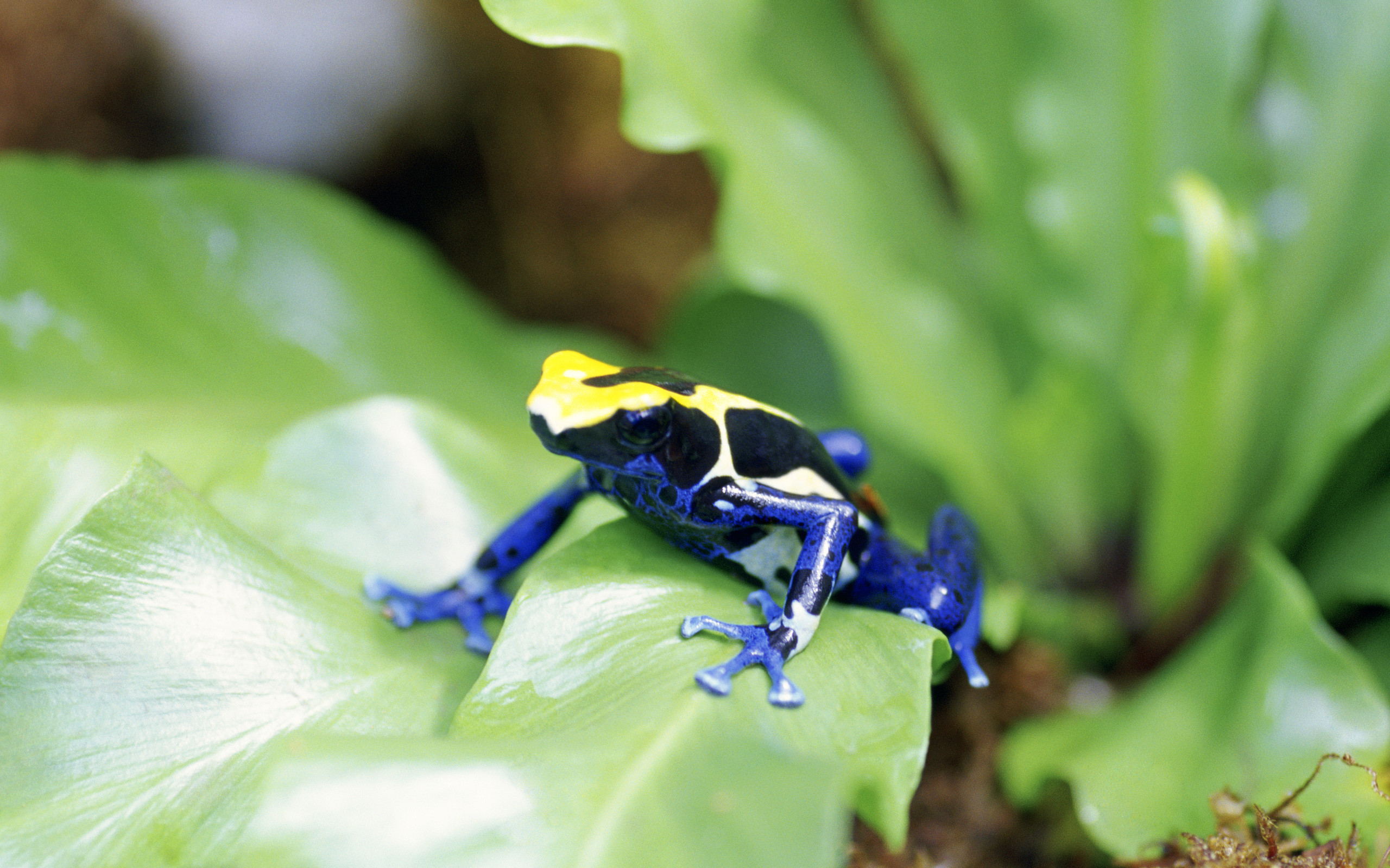 Poison Dart Frog Hd - HD Wallpaper 