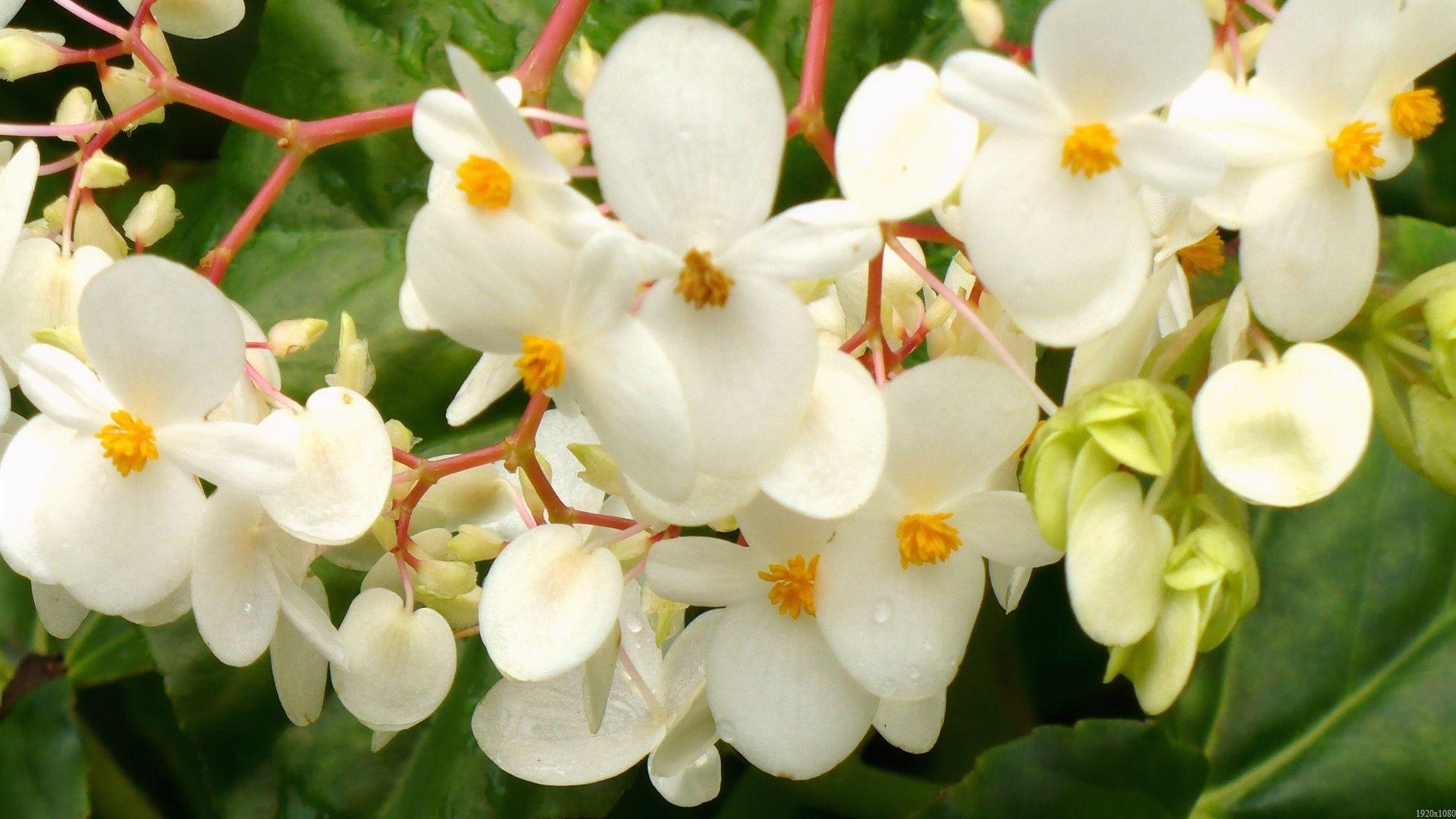 Fleur Hd - HD Wallpaper 